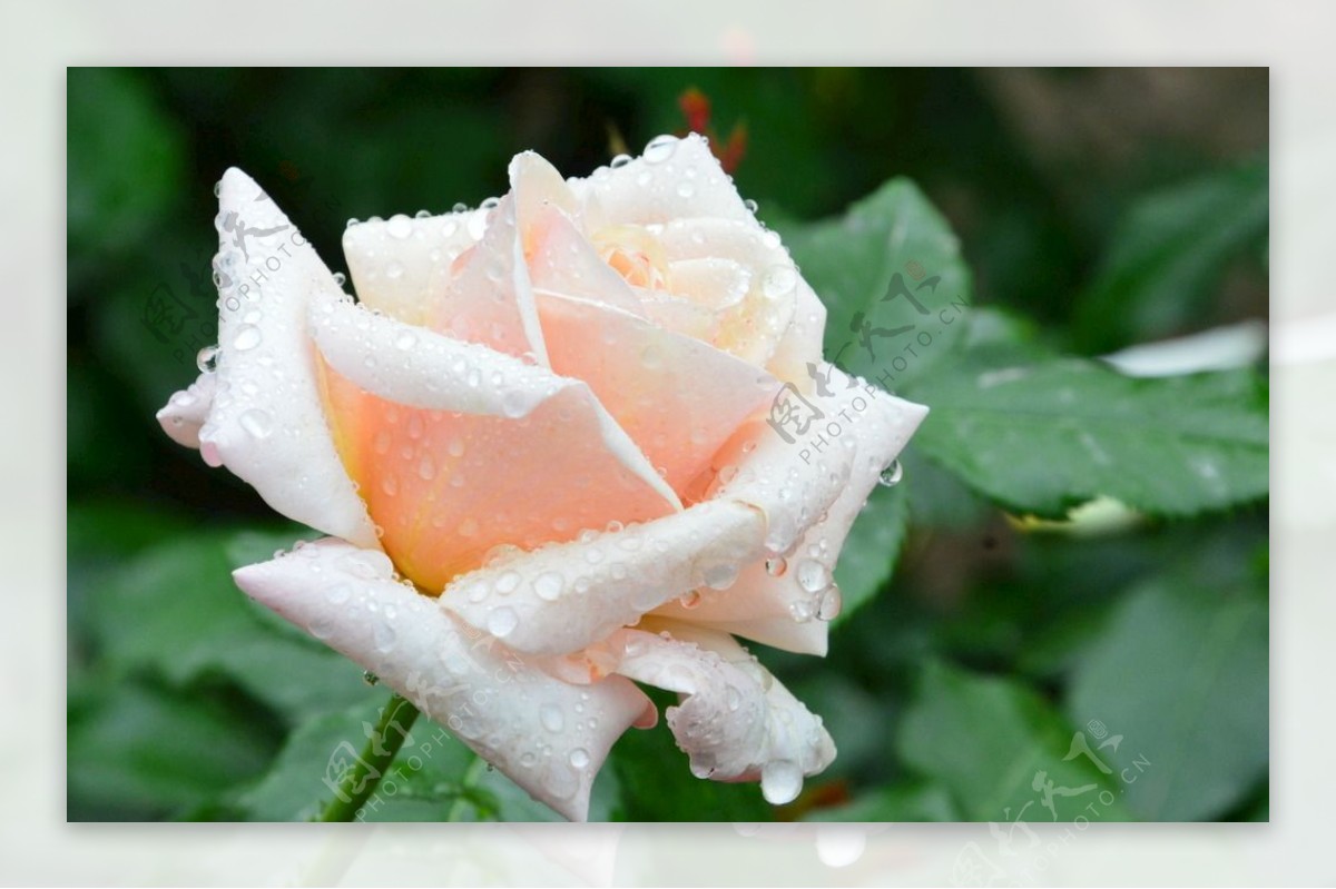 雨露月季花