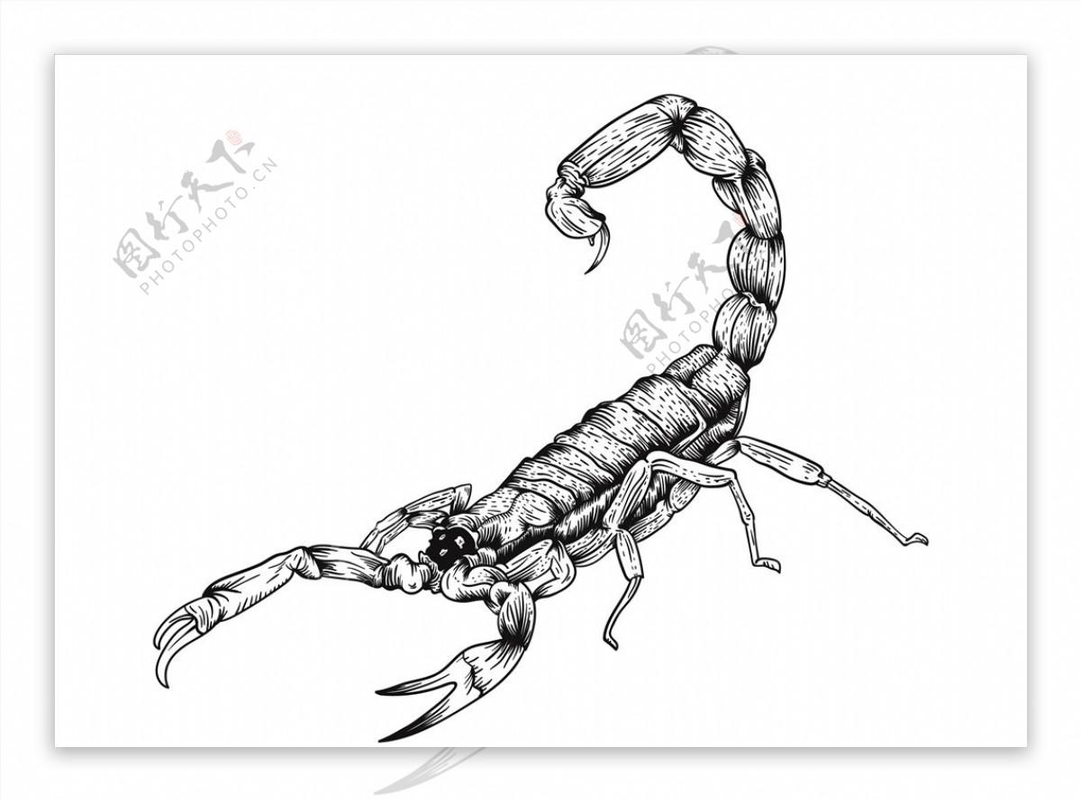 矢量生物线稿蝎子纹身图案