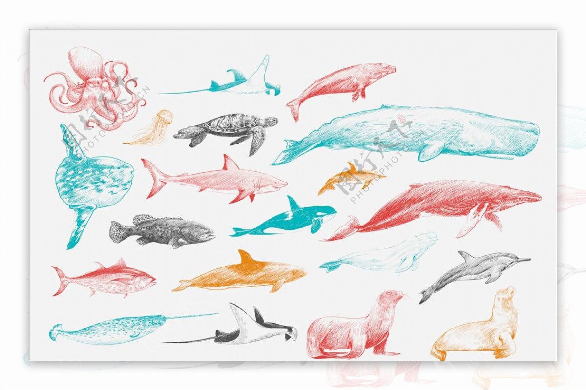 矢量卡通手绘素描速写海洋生物
