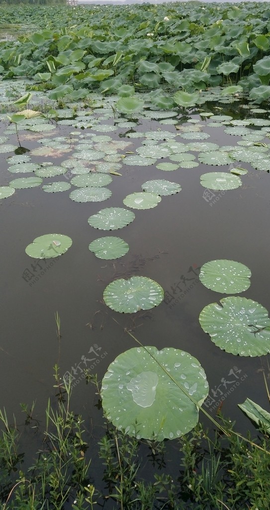 荷花池