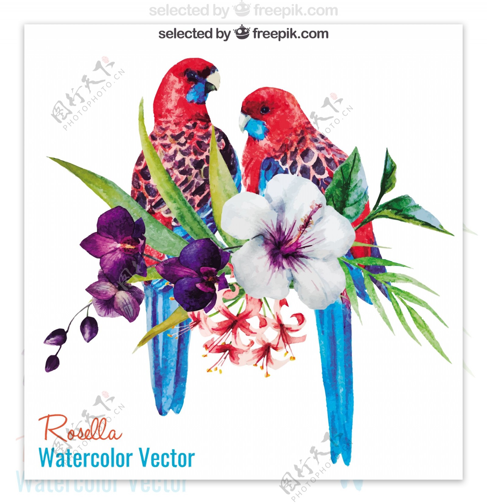 水彩鹦鹉和鲜花