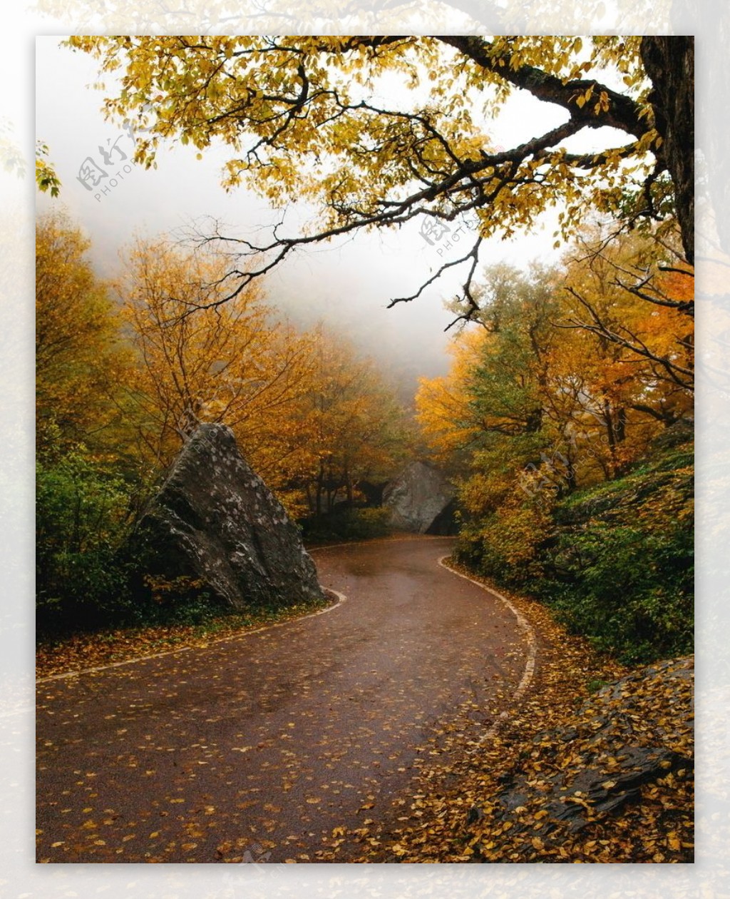 满地落叶山路风景