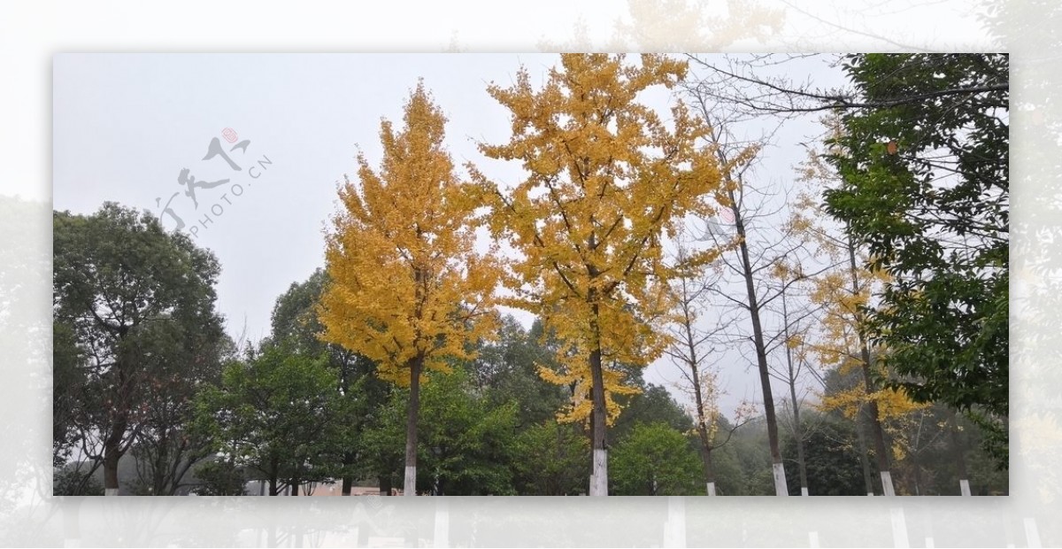 深秋的银杏树