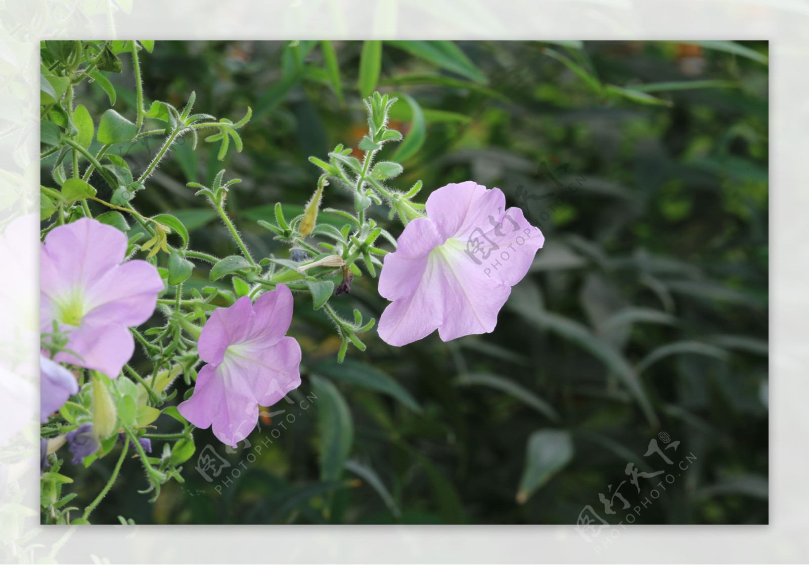 牵牛花