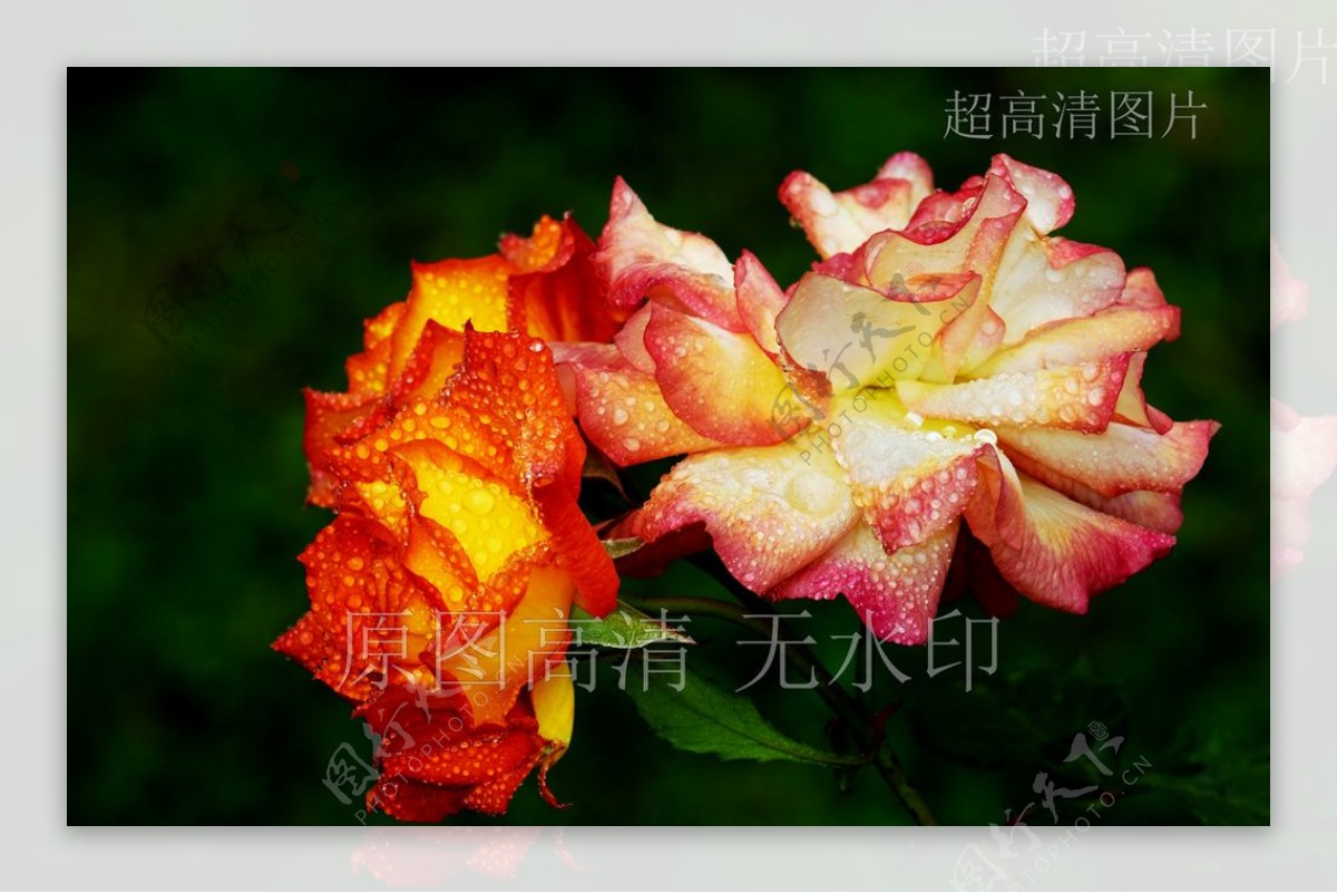 高清摄影鲜花绽放双色玫瑰花