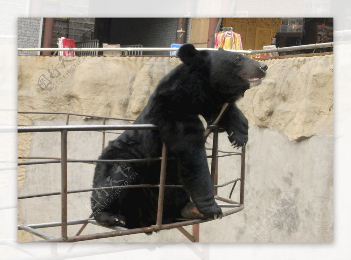 北京八达岭长城下面熊