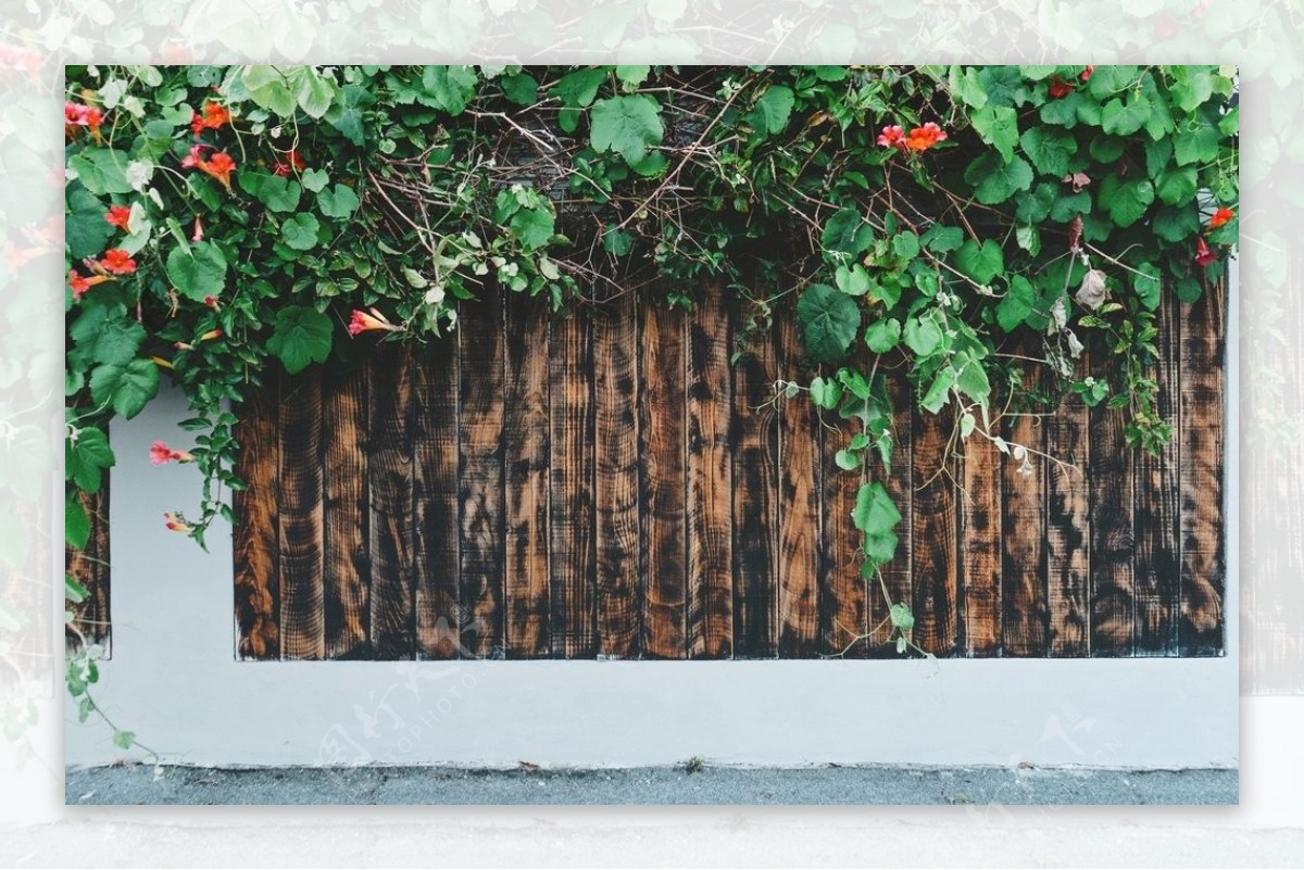 木板鲜花藤蔓植物墙背景