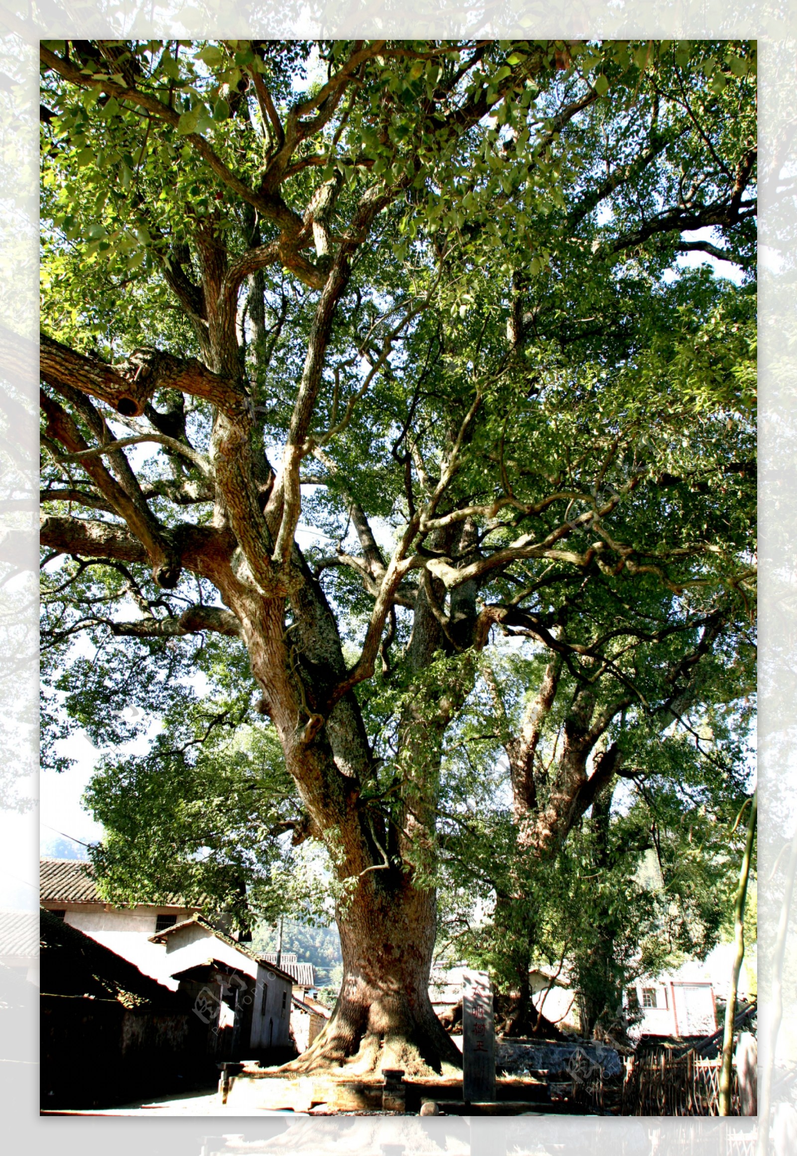 千年古樟树