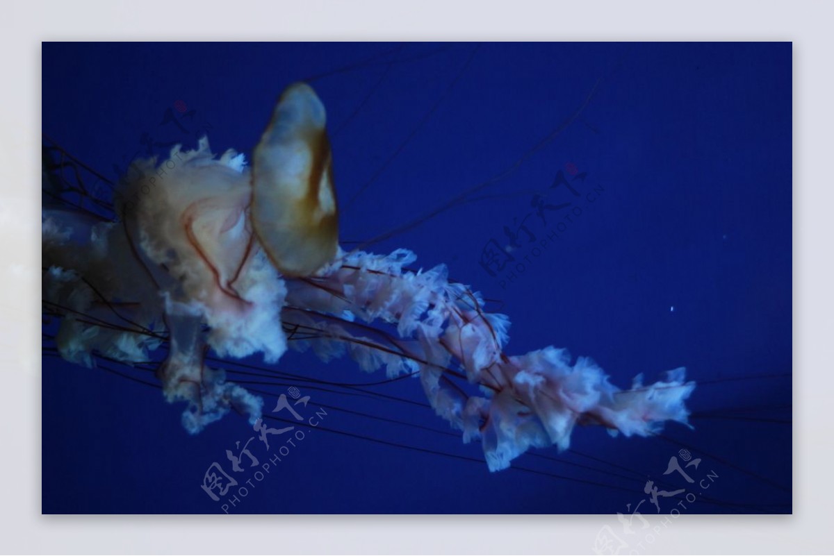 高清海洋动物摄影图