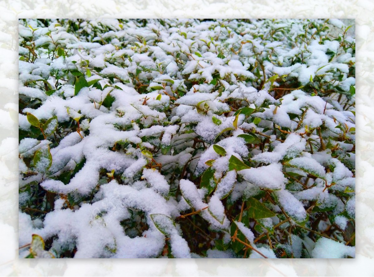 树叶上的积雪