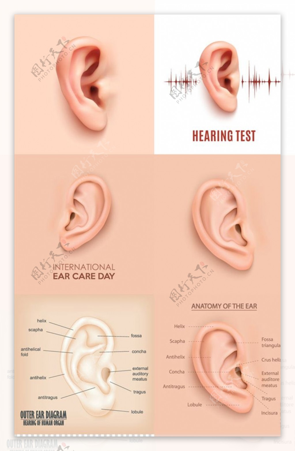 耳部结构矢量图