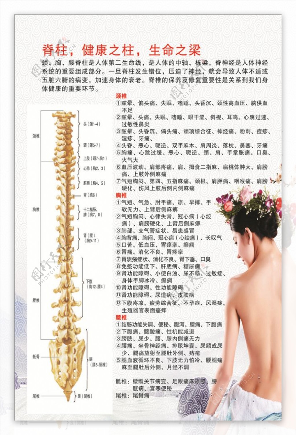 人体脊柱图