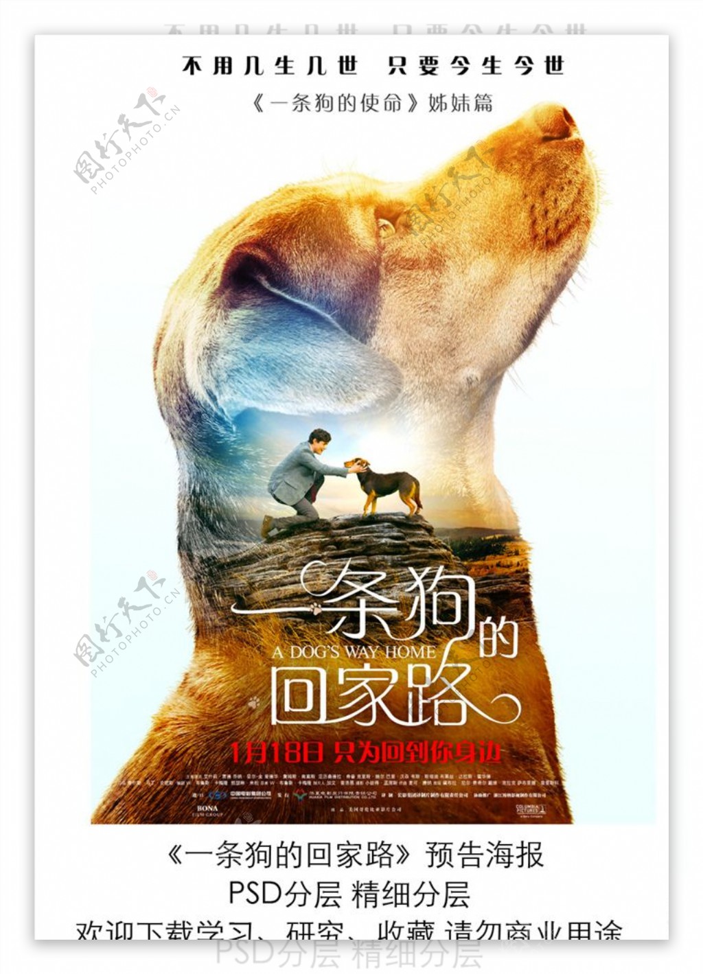 电影一条狗的回家路仰望版海报