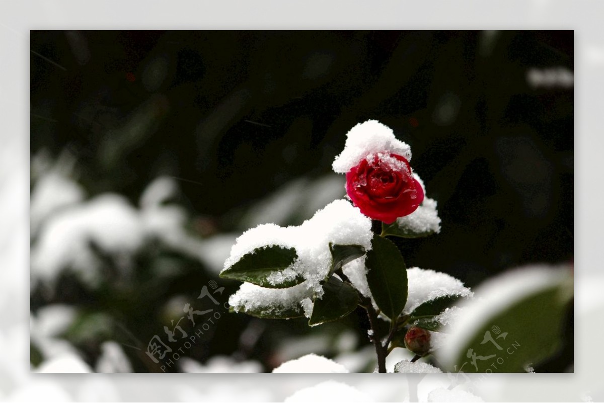 茶花傲雪