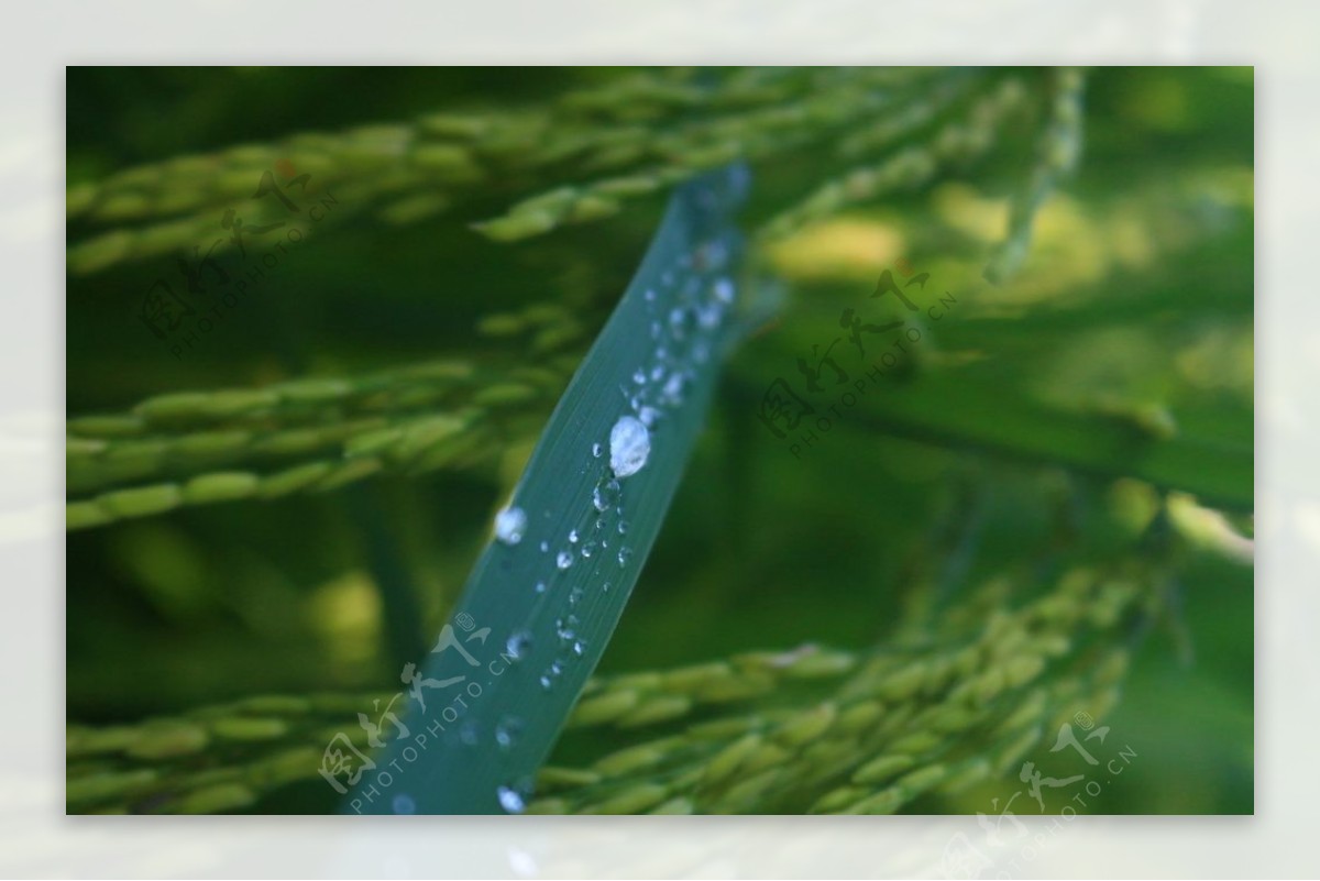 水稻成熟稻田