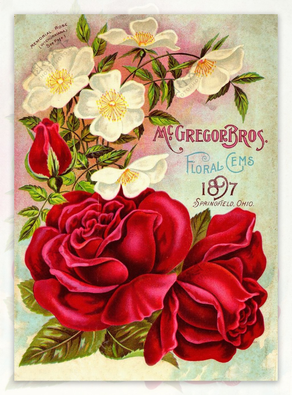 玫瑰花复古海报