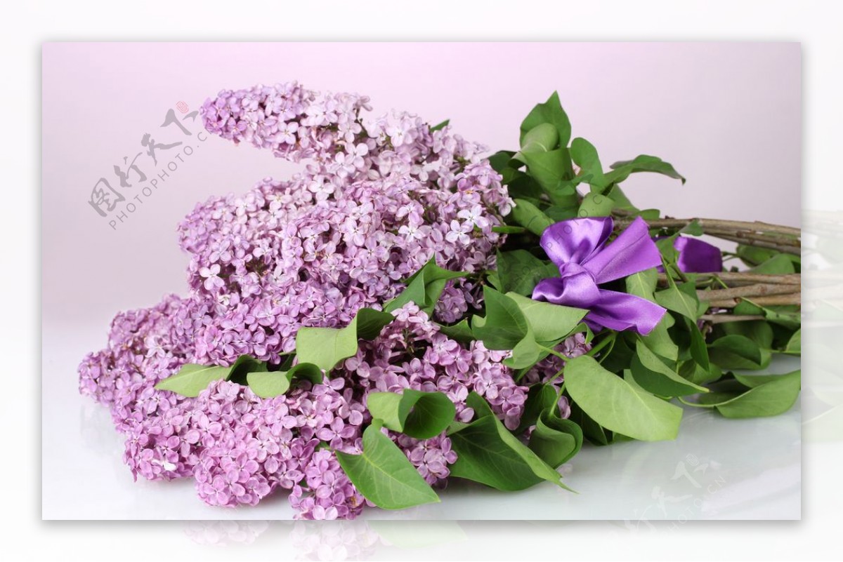 系紫色蝴蝶结的丁香花