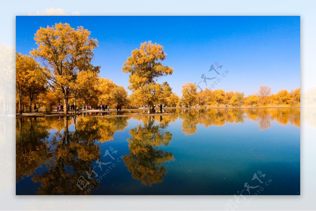 秋景水秋天树湖景