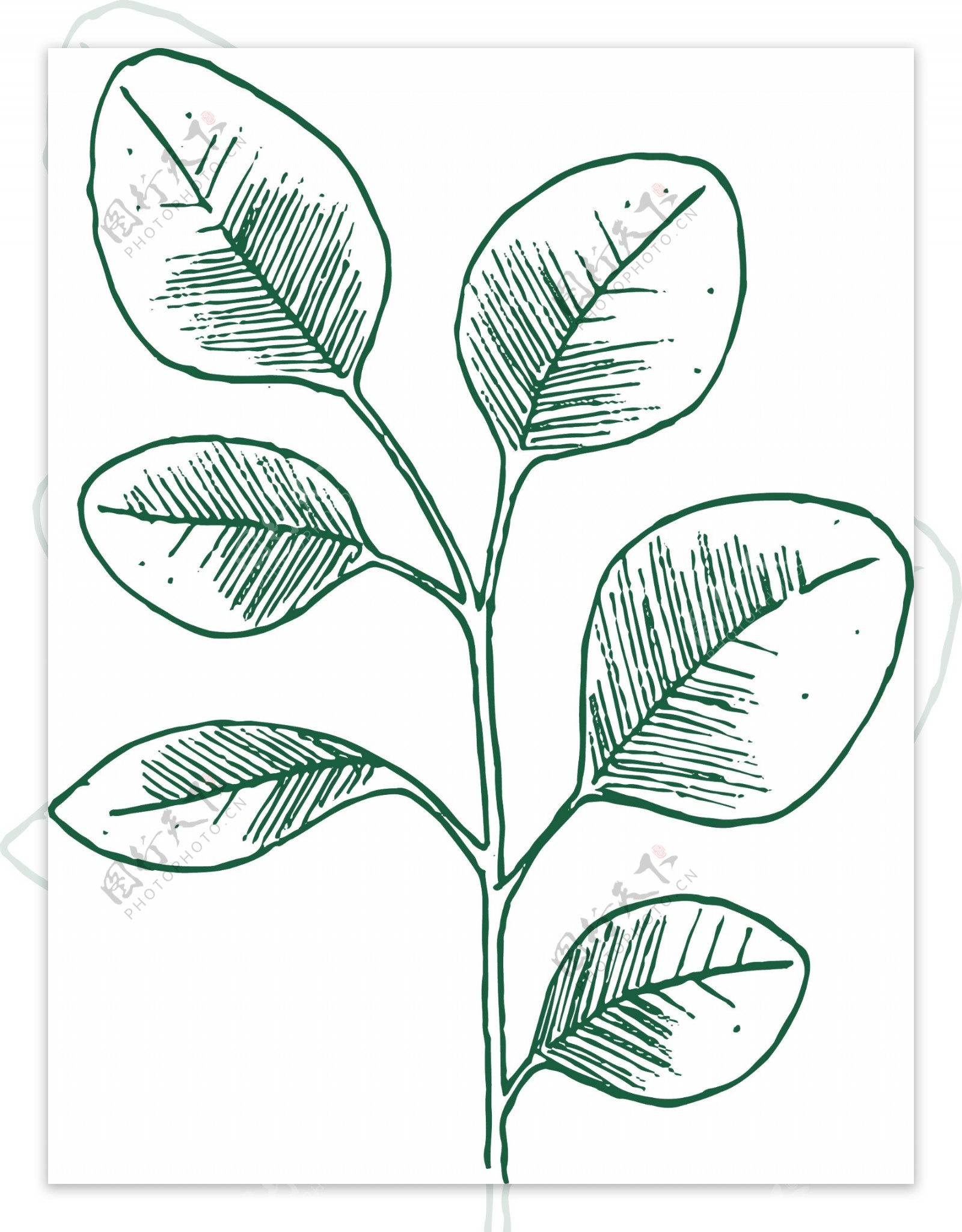 绿色植物线描