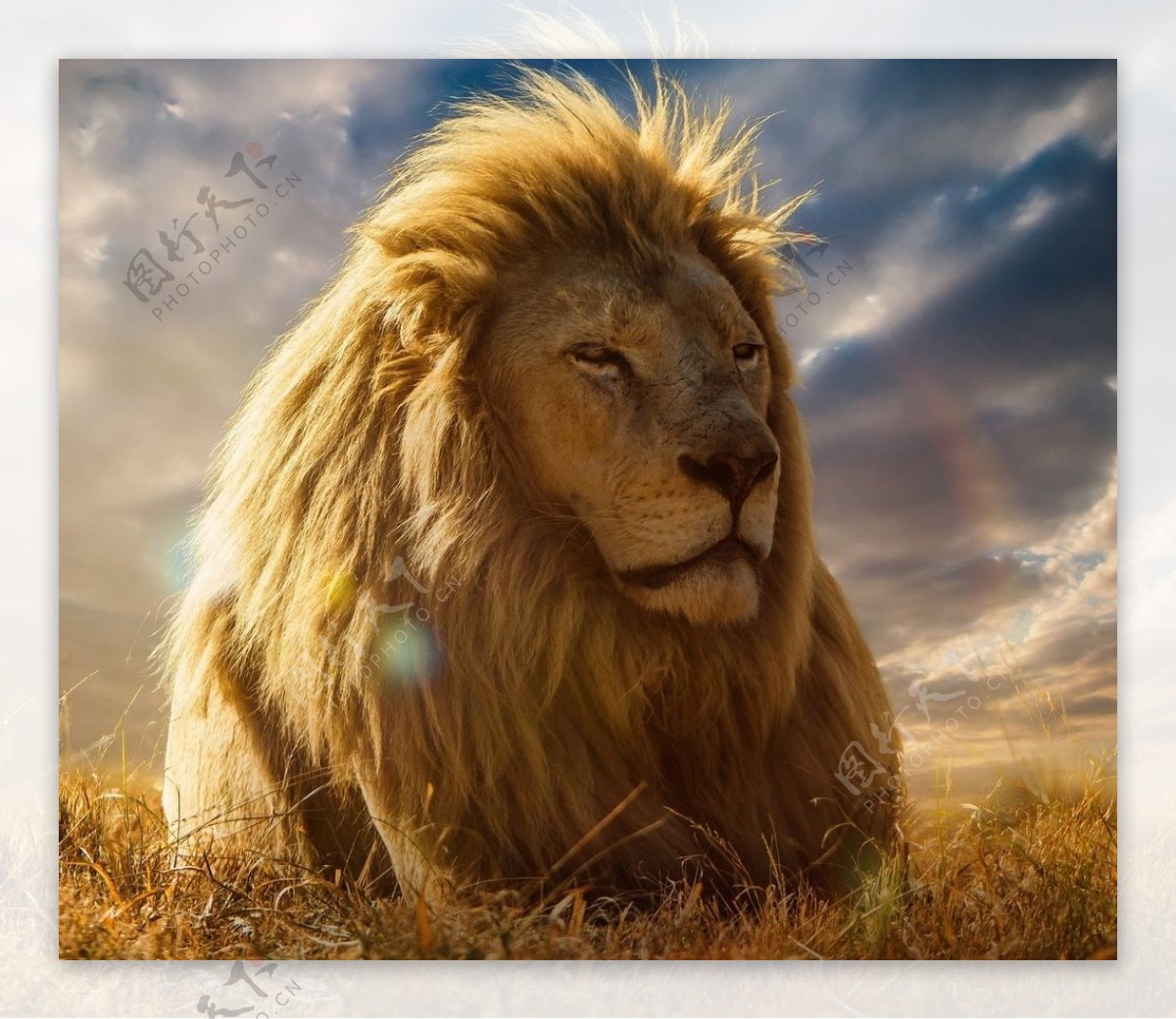 狮子雄狮图片素材-编号13726930-图行天下