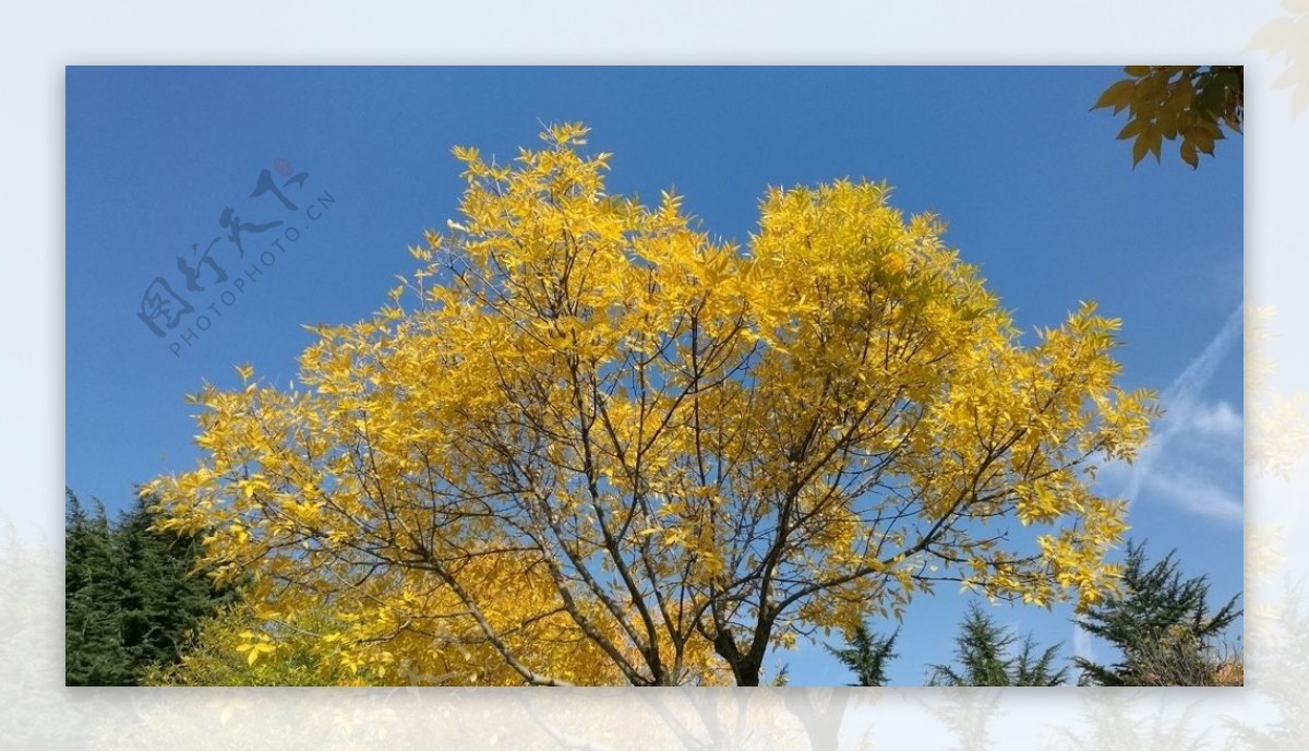 伸向碧空的金色树叶