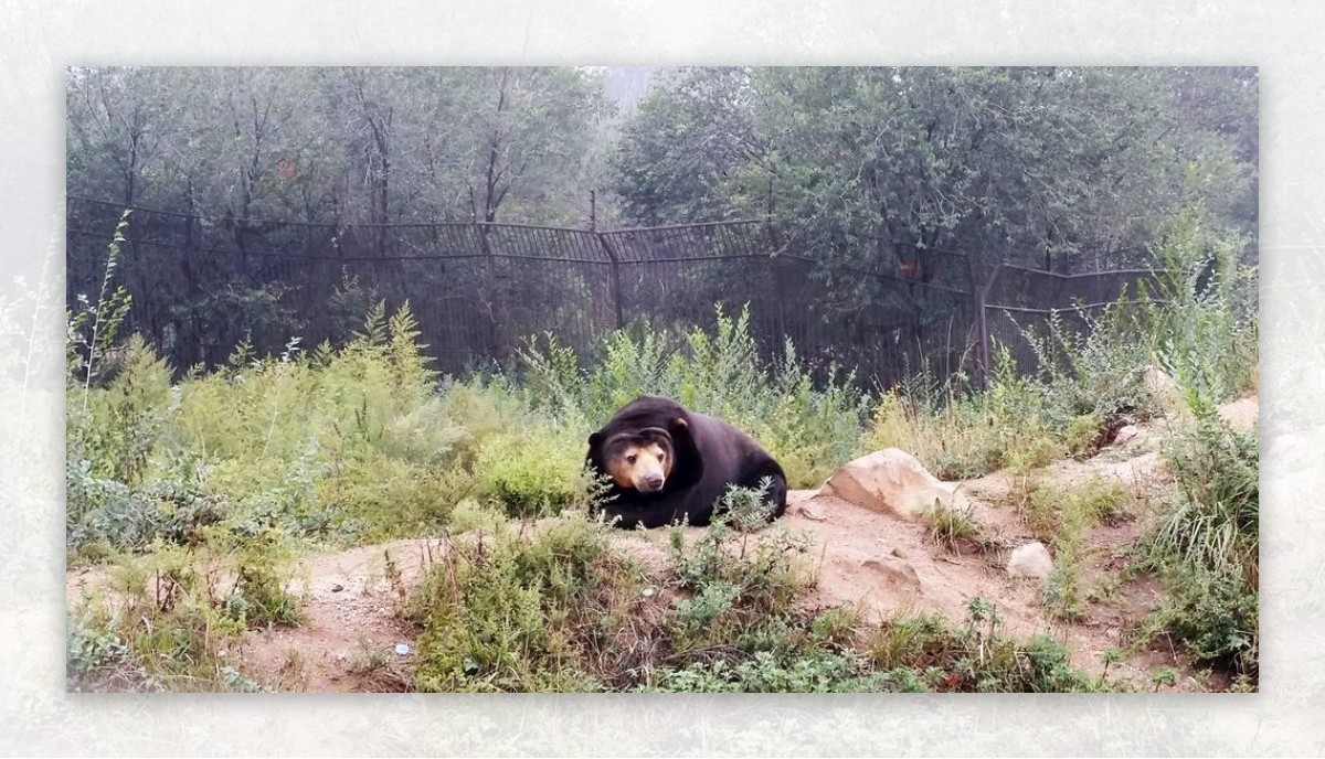 北京八达岭野生动物园熊