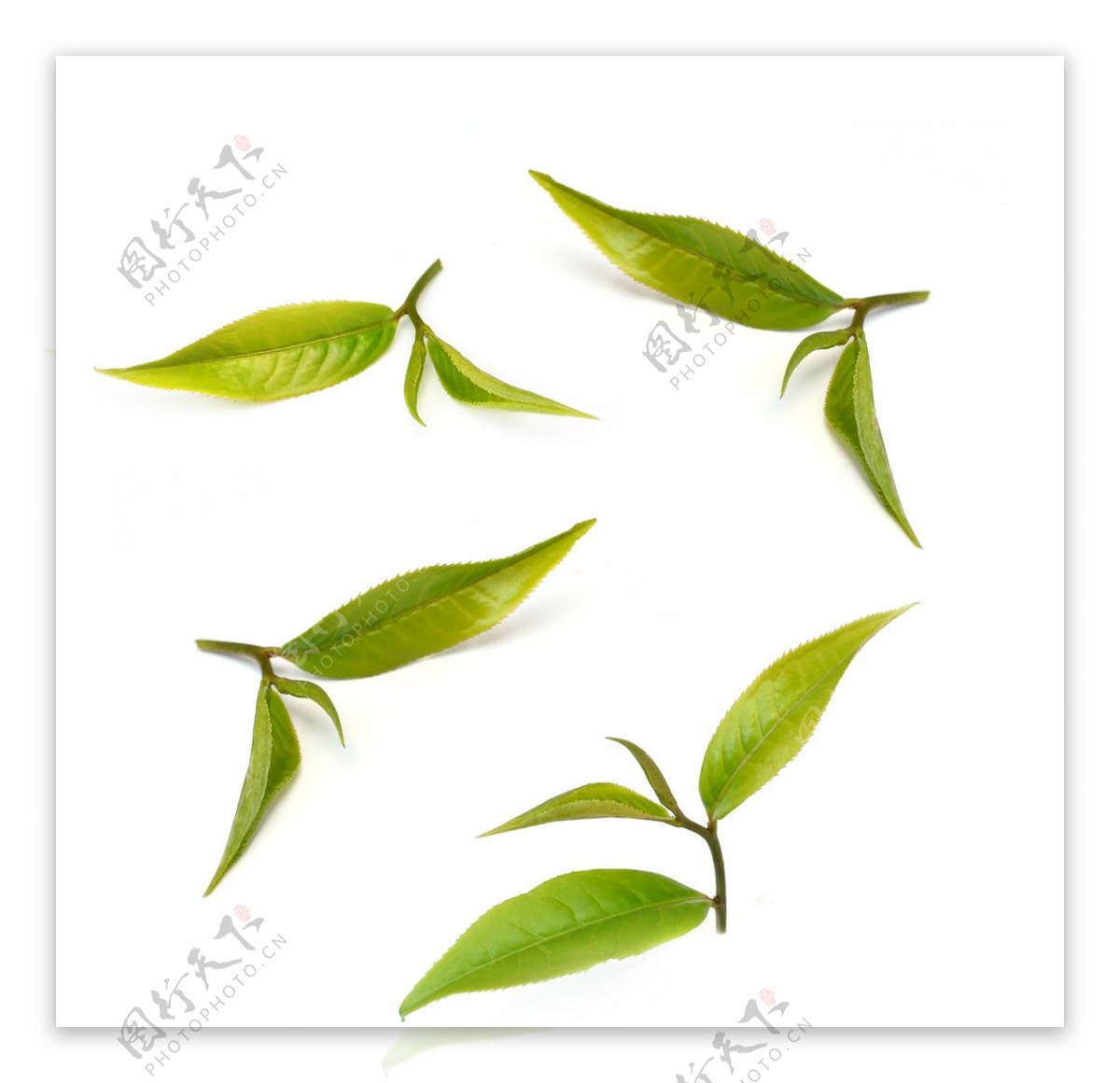 茶叶叶子树叶绿色发芽