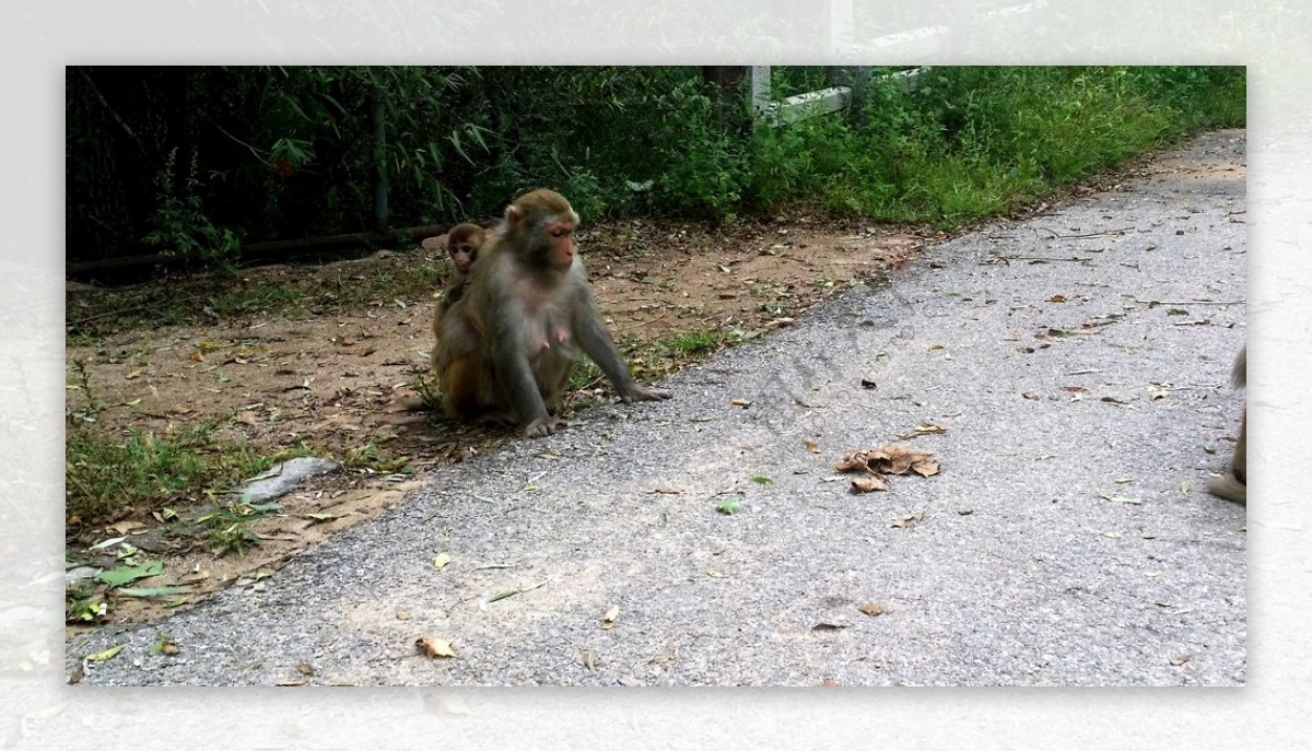 北京八达岭野生动物园猴子