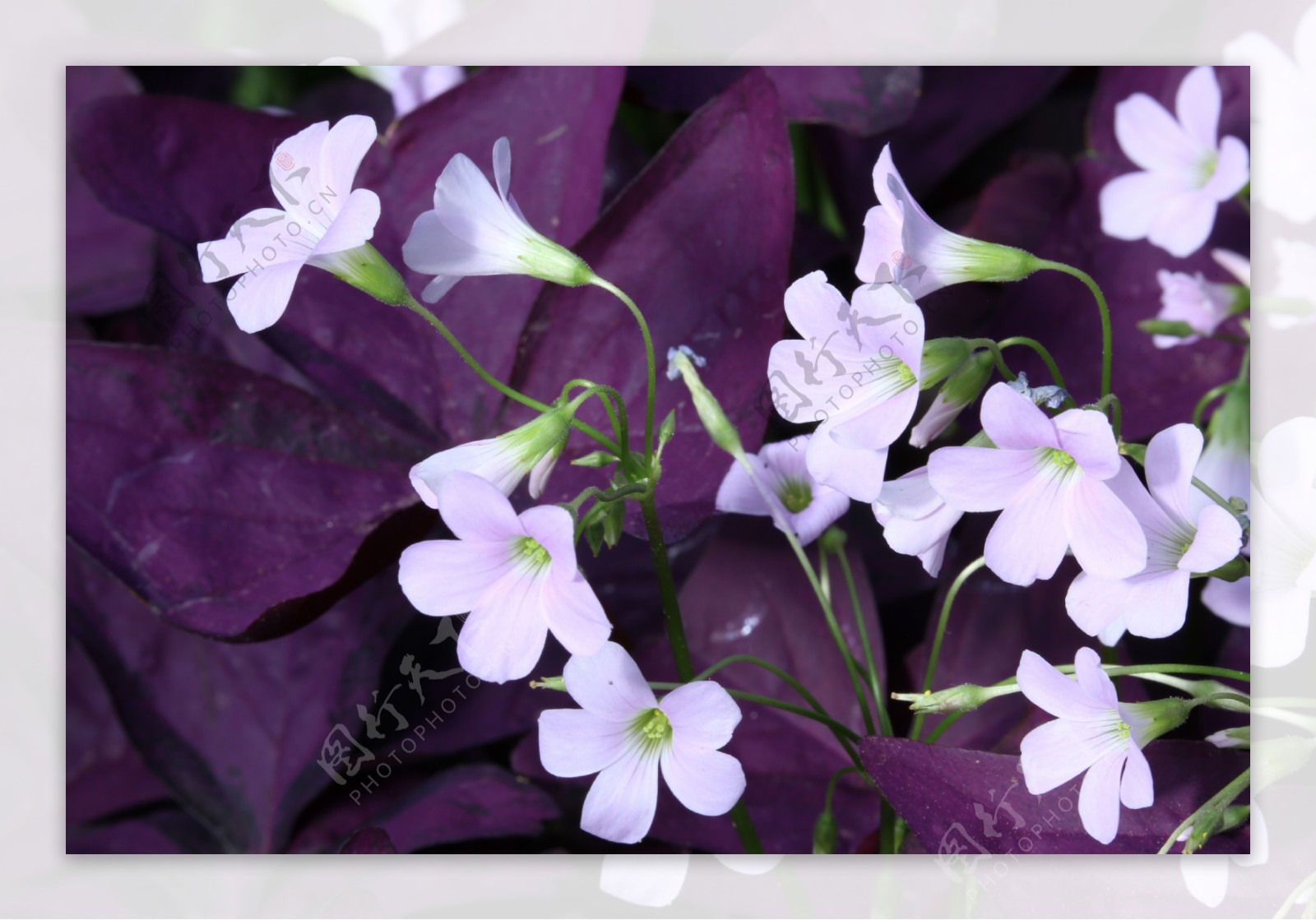 紫叶酢浆草