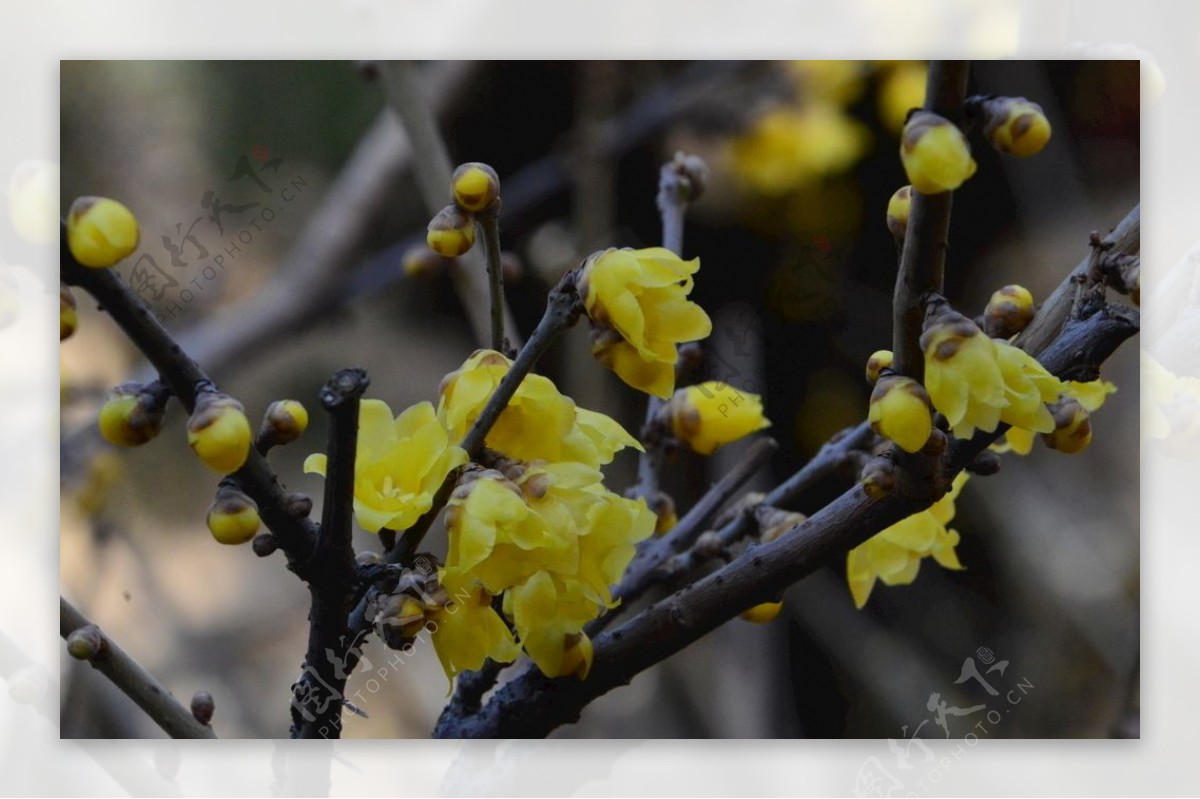 枝から生える梅の花と蕾の写真素材を拡大・トリミング加工（JPG画像） - ぱくたそ