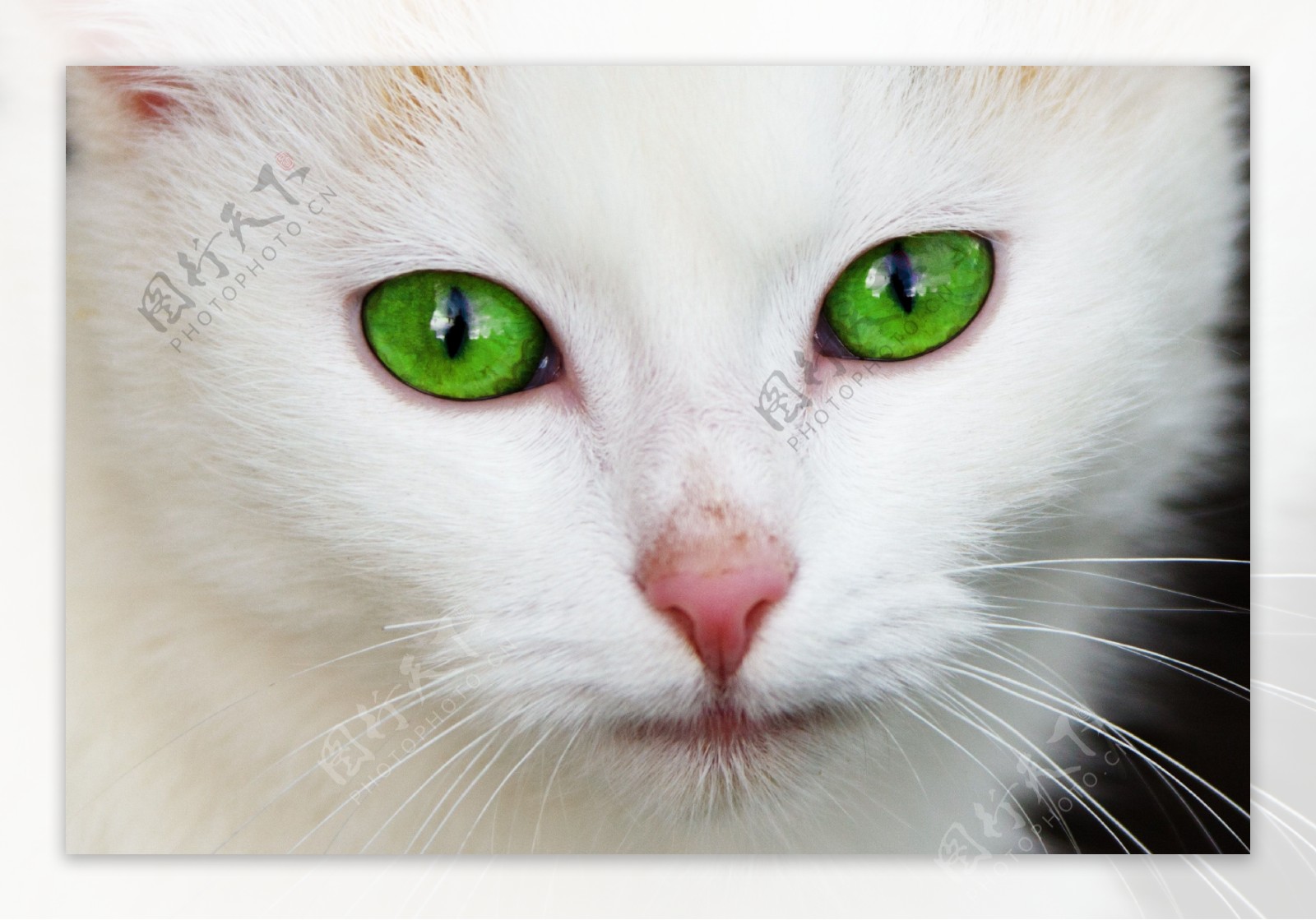 绿眼睛的白猫