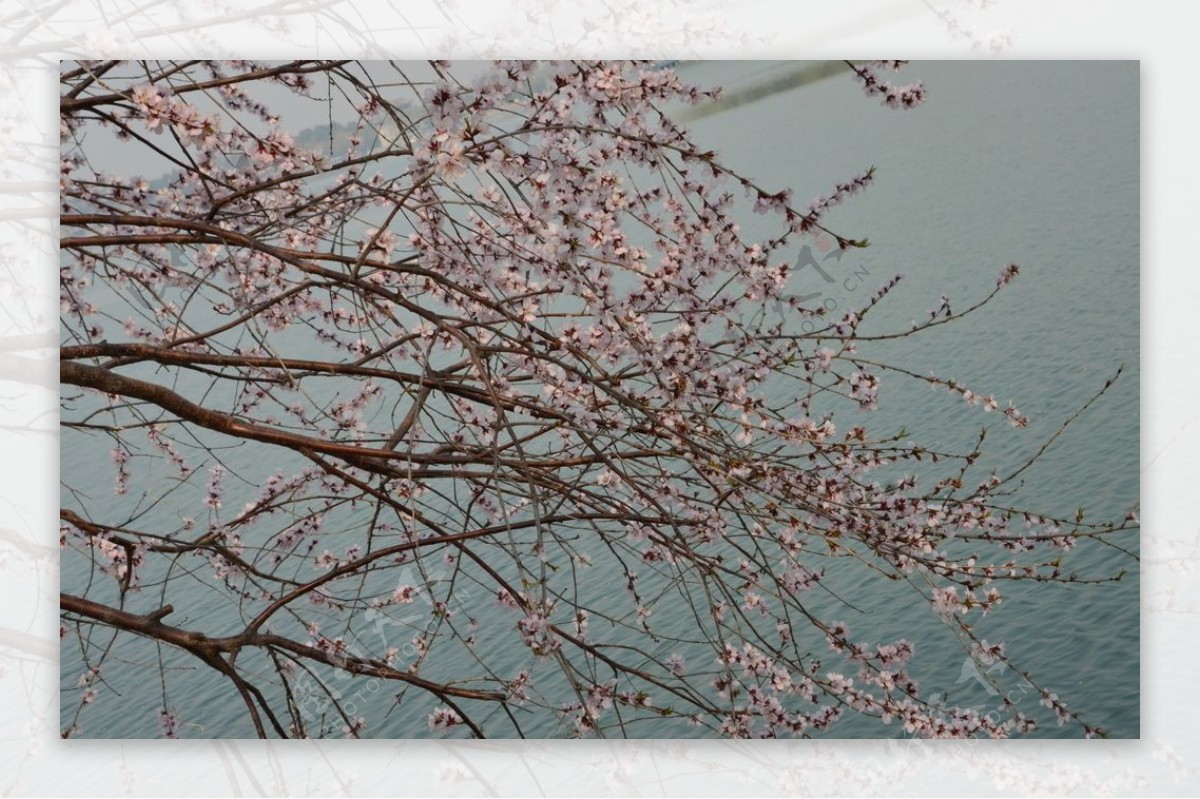 颐和园山桃花