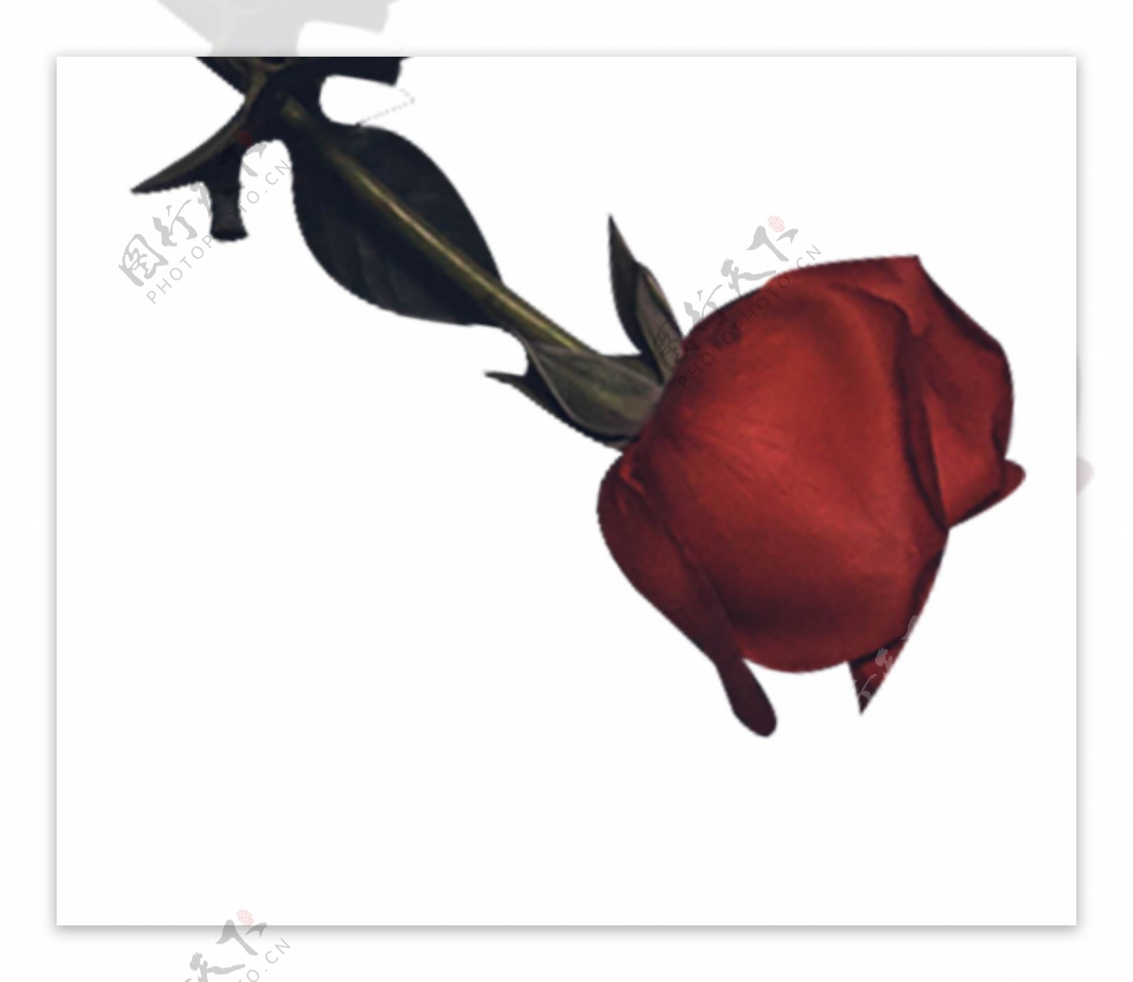 暗黑系红色玫瑰花一朵