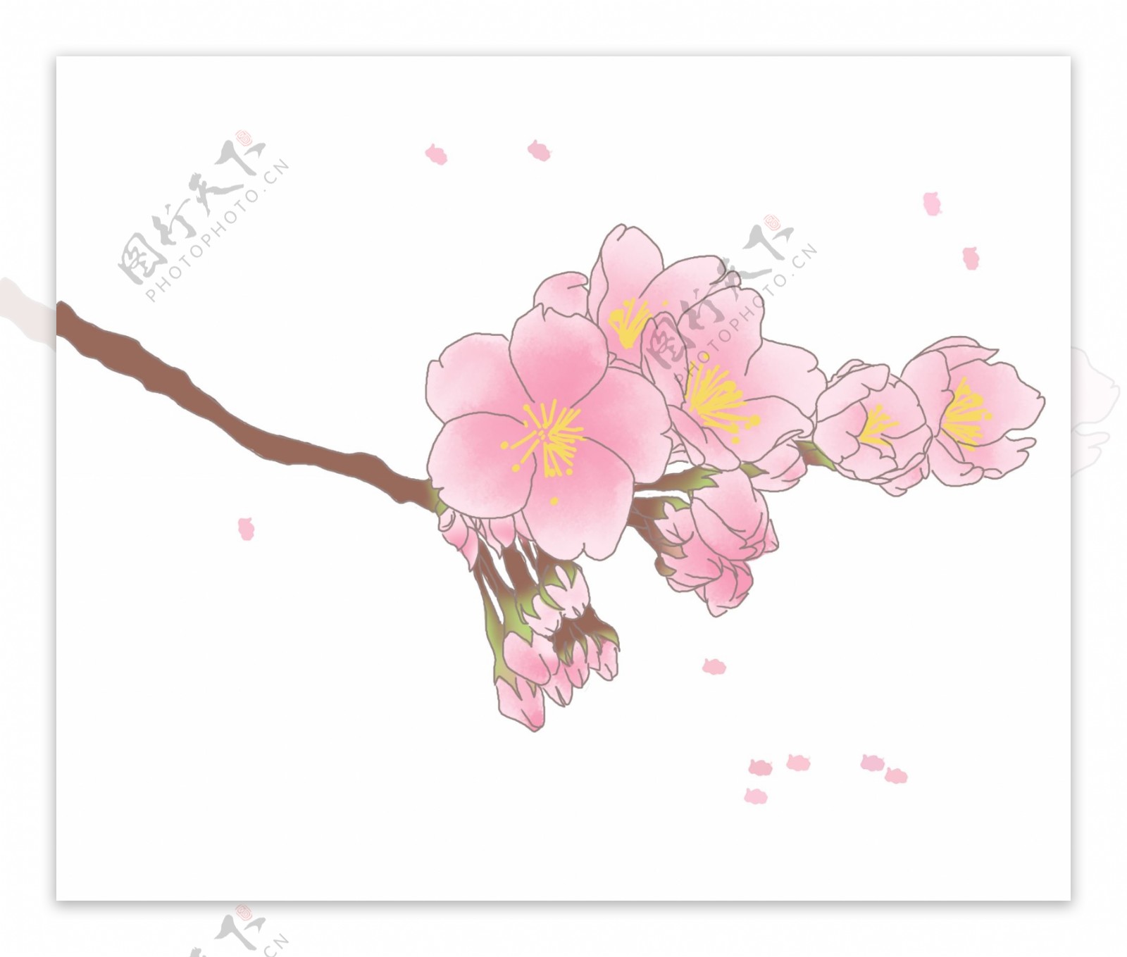 春季日本的樱花插画
