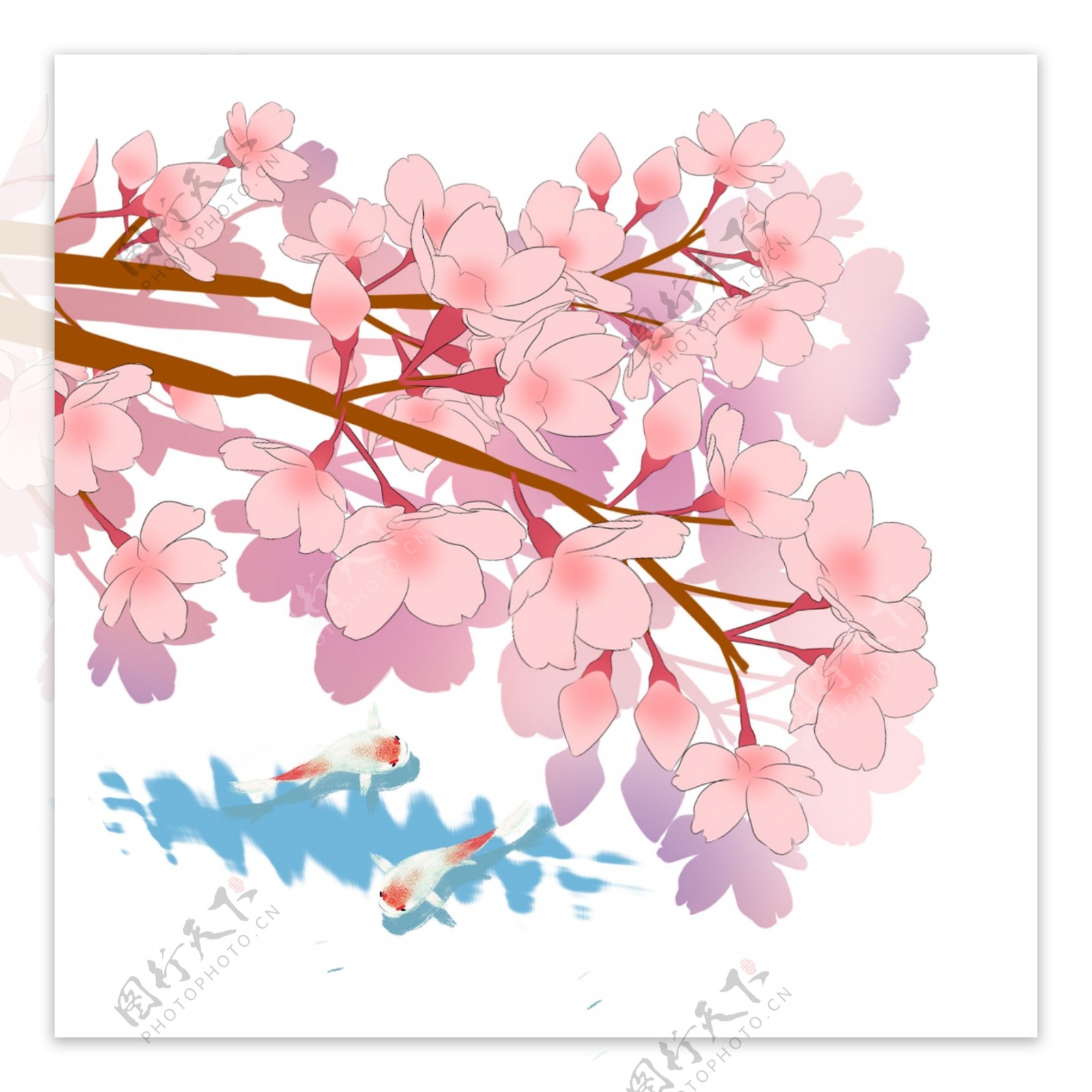 日本春季樱花锦鲤风景图