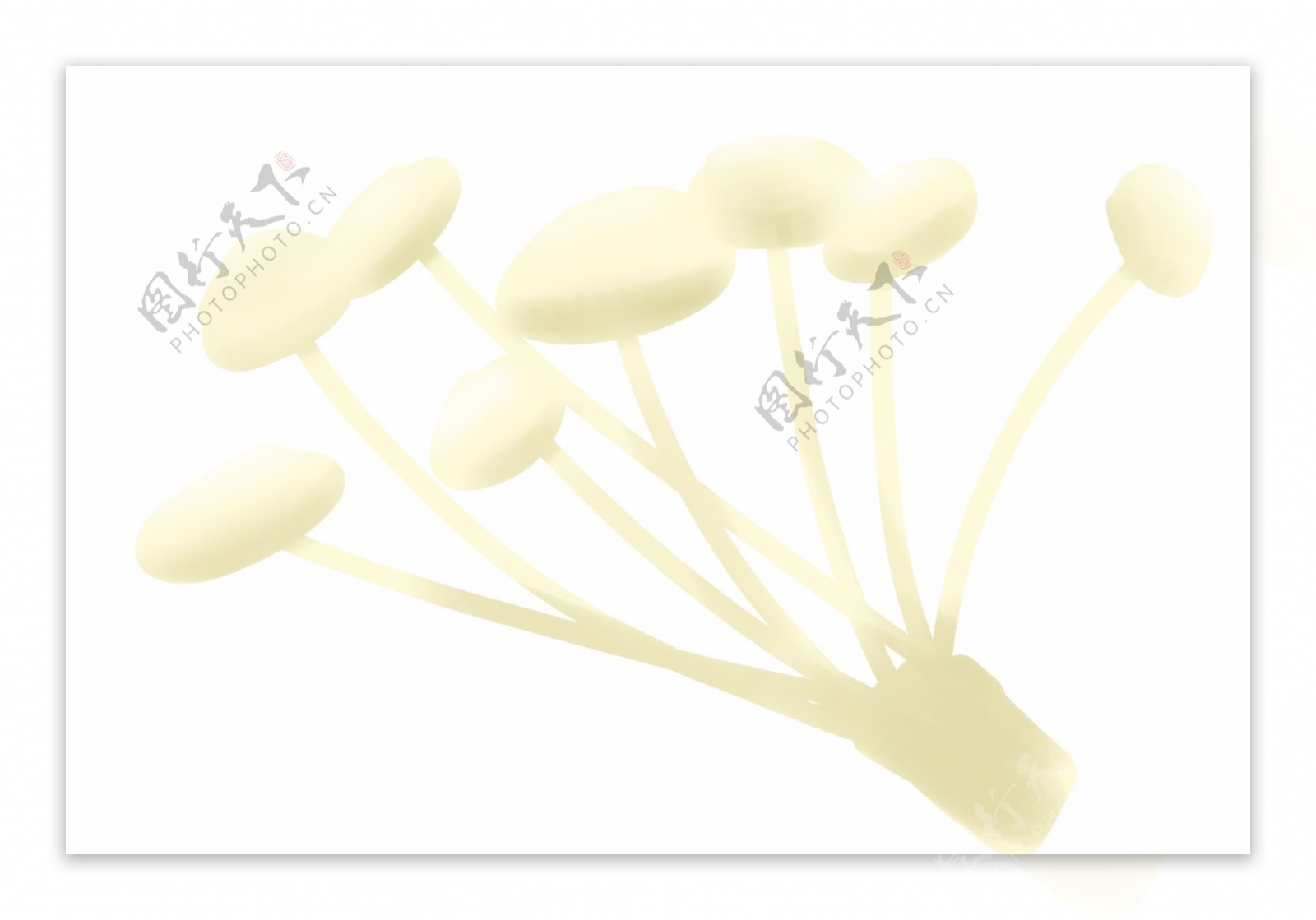 白色的食材蘑菇插画