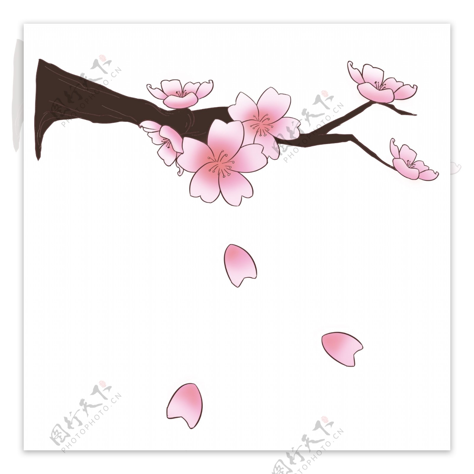 樱花花朵植物插画