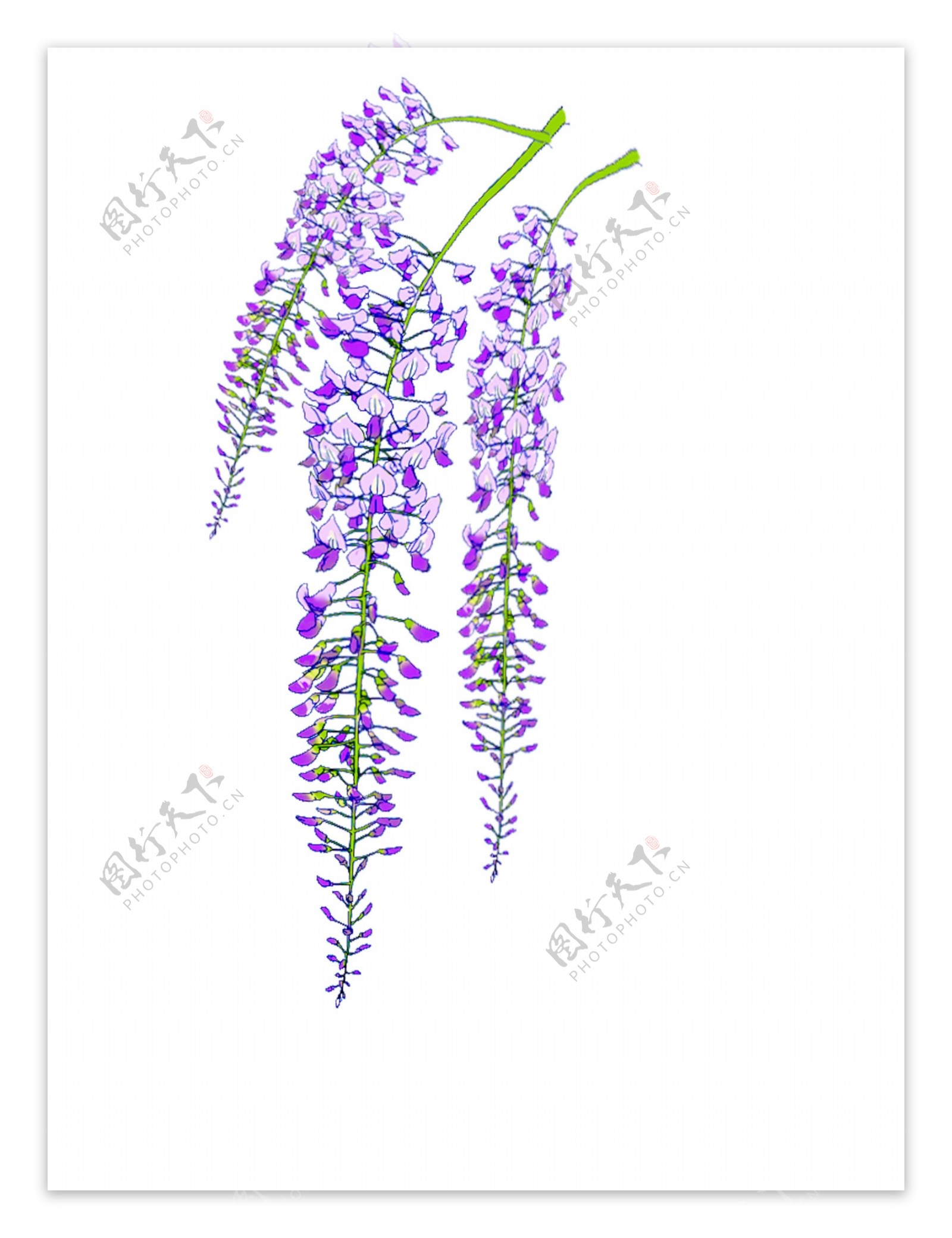 手绘紫藤萝装饰花卉