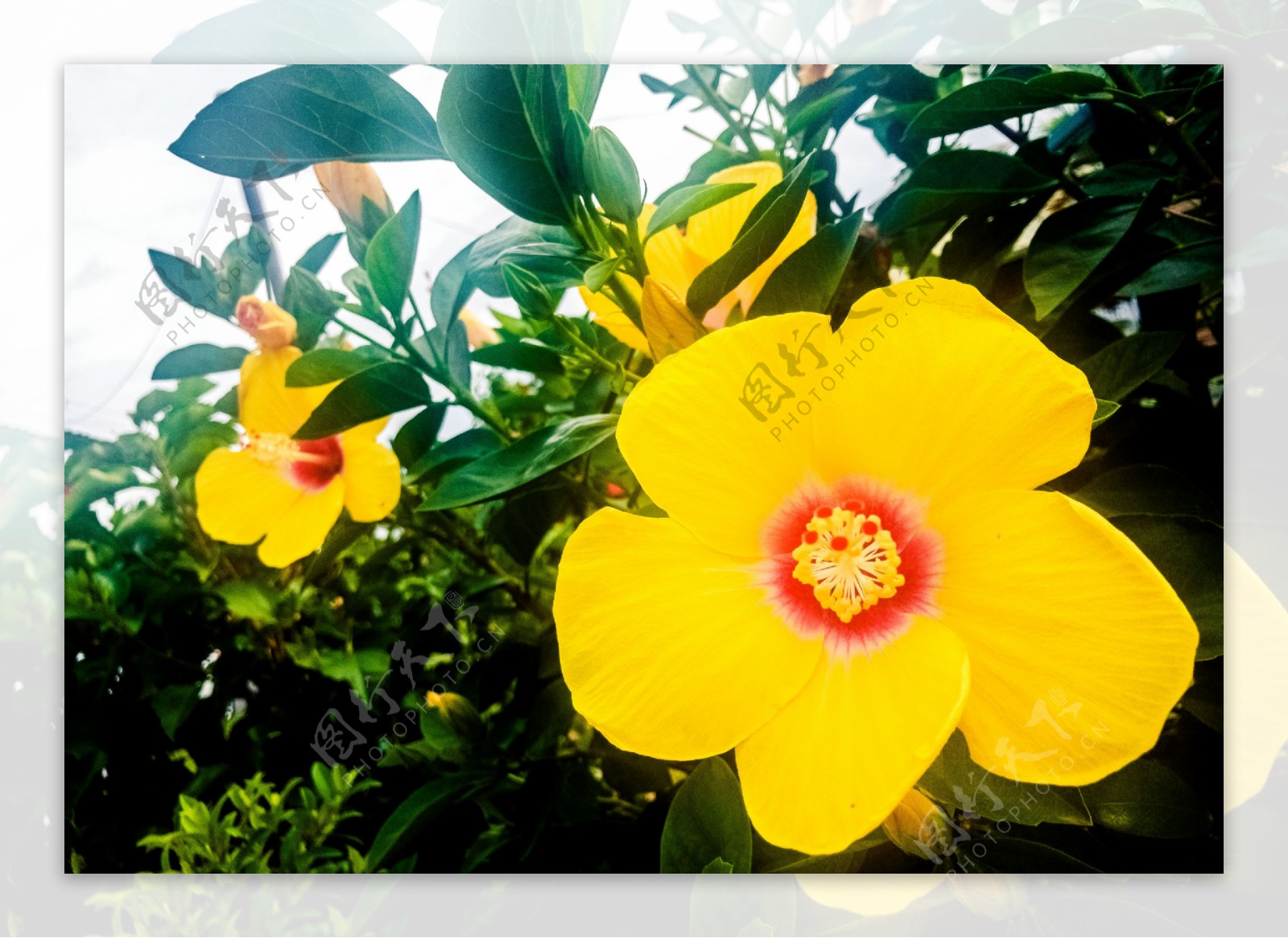 黄色大花瓣植物花朵