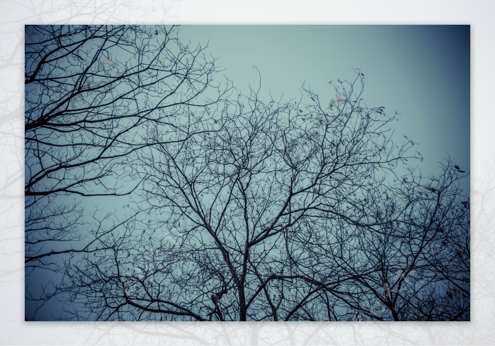 树木枯枝摄影图片