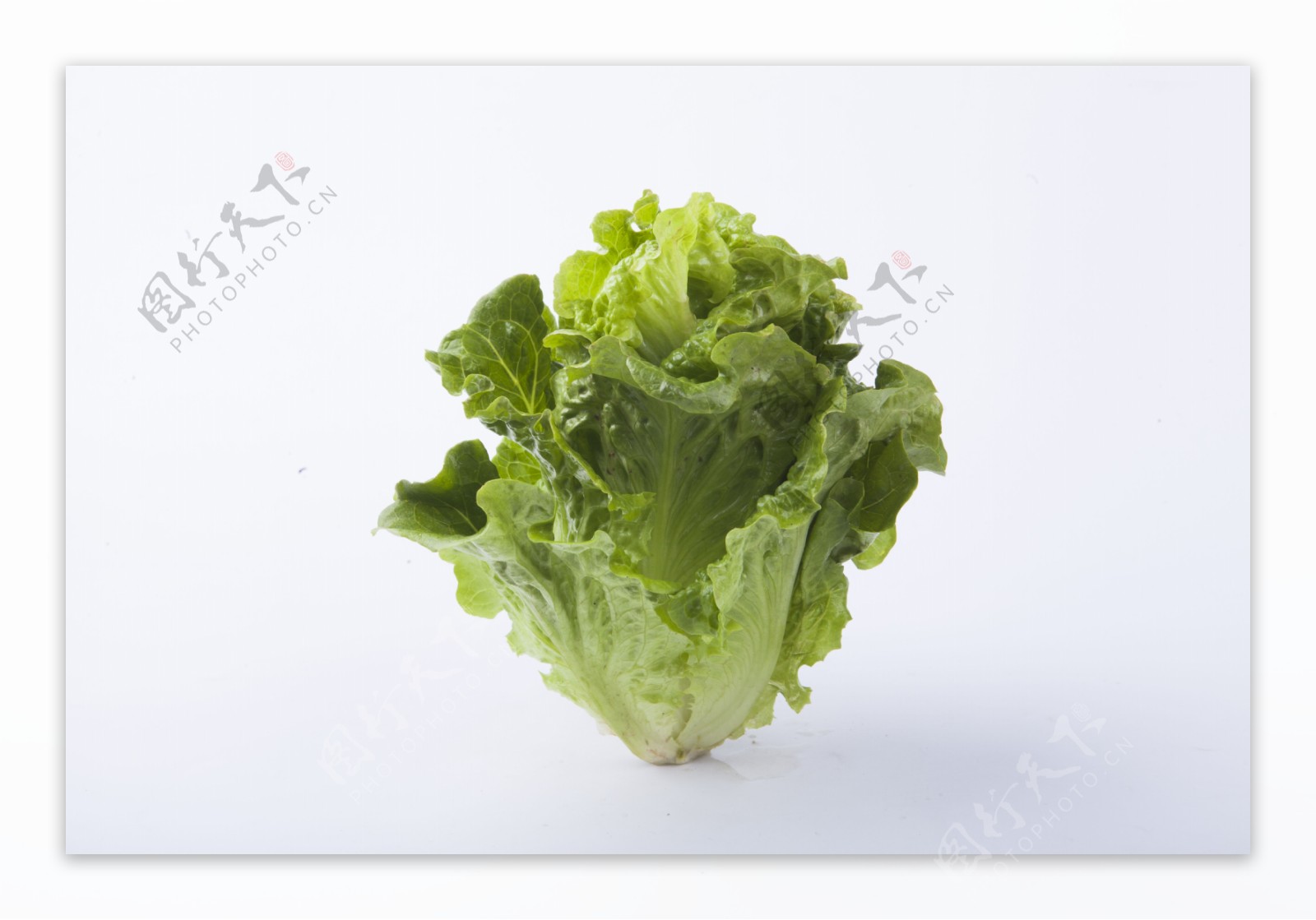 新鲜蔬菜生菜实物图摄影图2