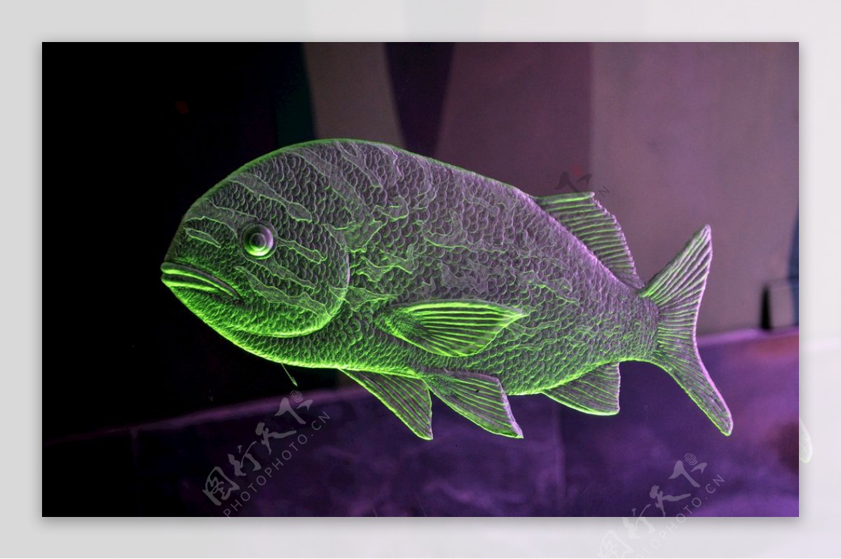 透明浮雕的鱼