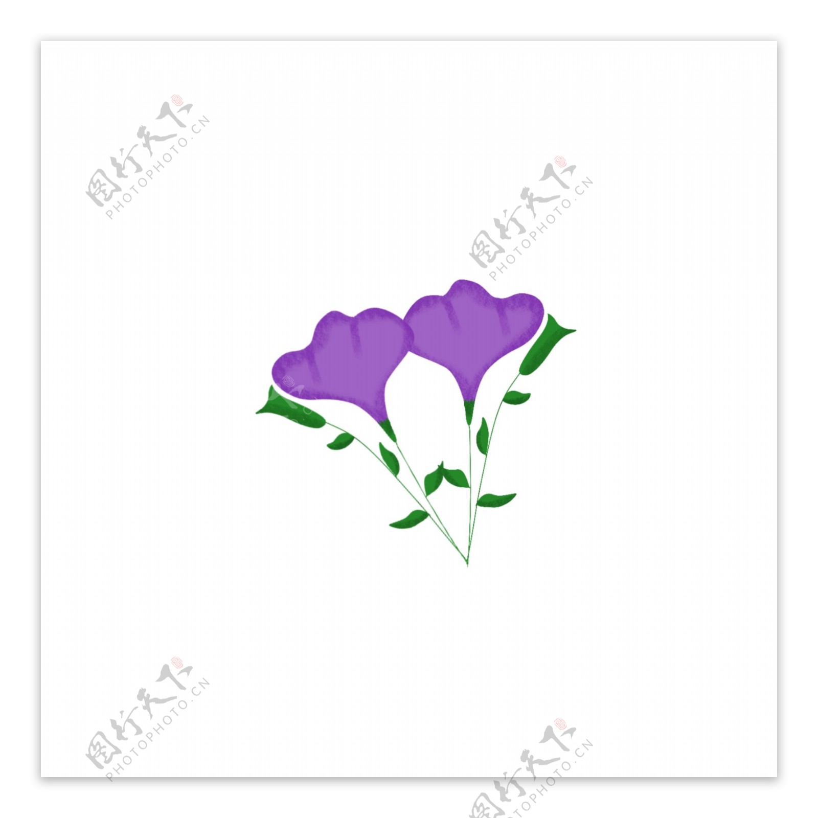 美丽的紫色花朵儿