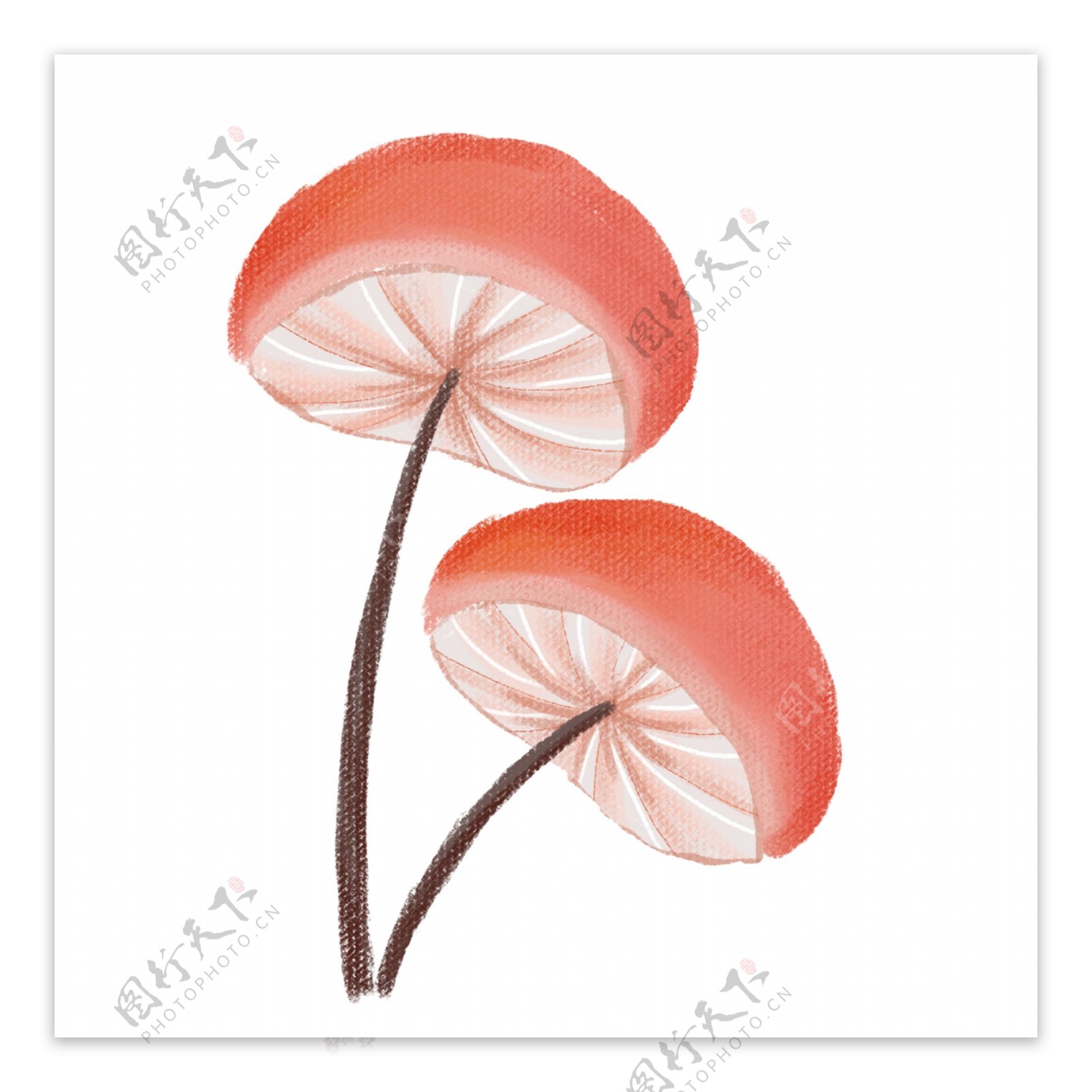 彩色蘑菇植物插画png素材