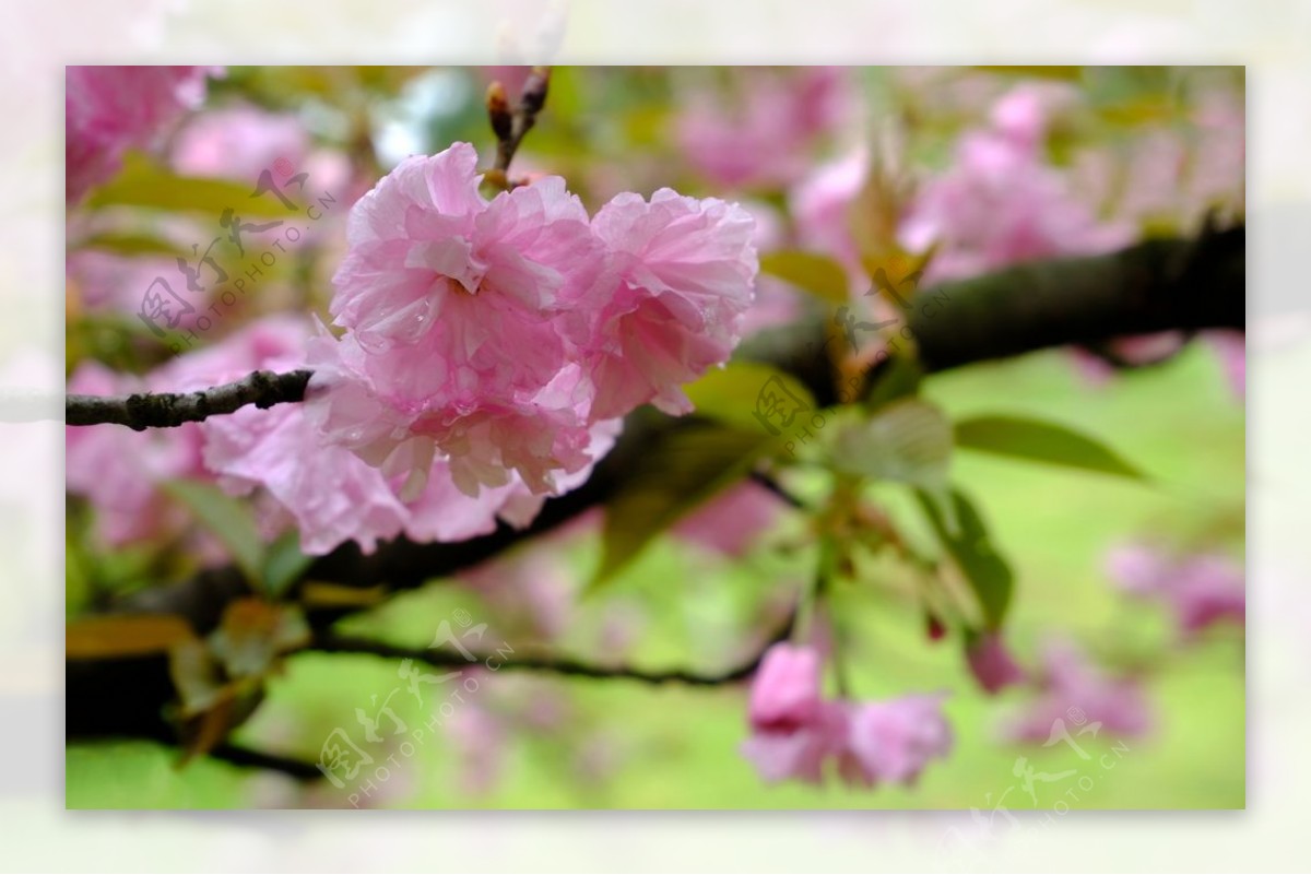 粉樱花