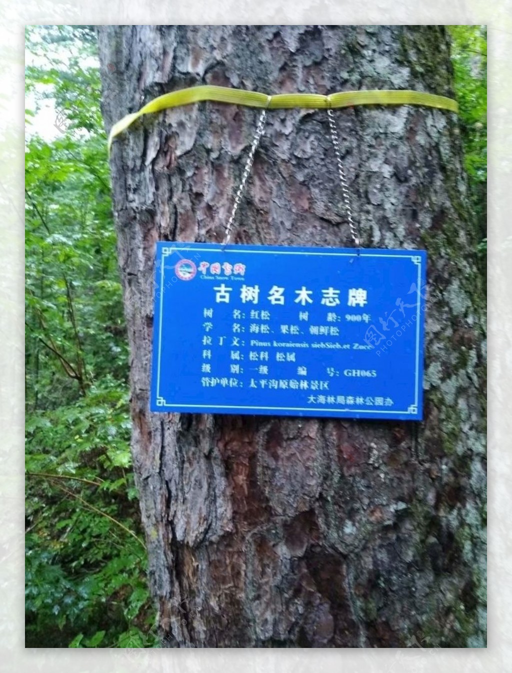 红松母树林