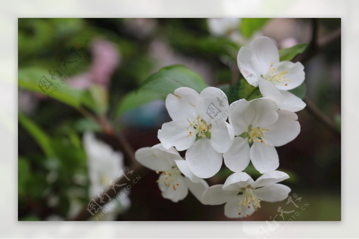 樱花