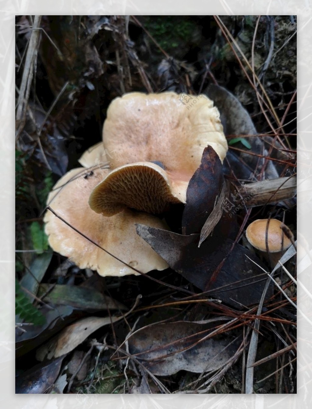 野生食用菌