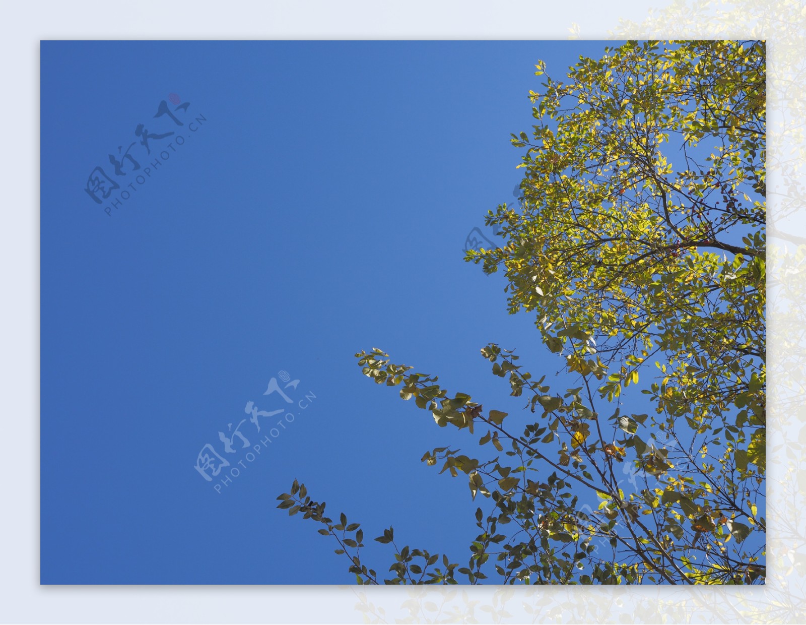 蓝天树叶