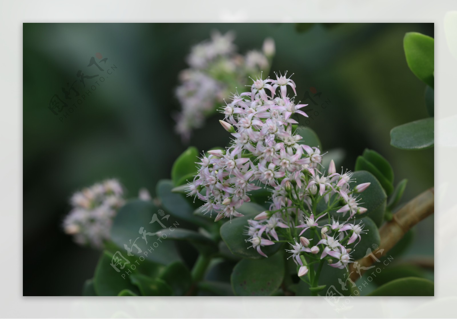 燕子掌花